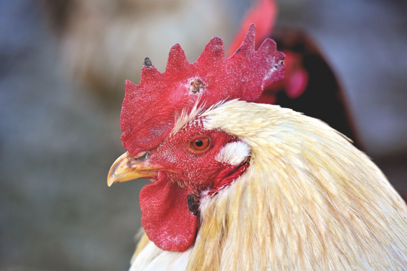 Nikon D7200 sample photo. Hahn, rooster head, crow photography