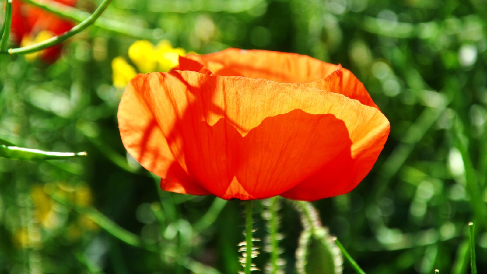 Nikon D90 sample photo. Flowers, poppy, nature photography