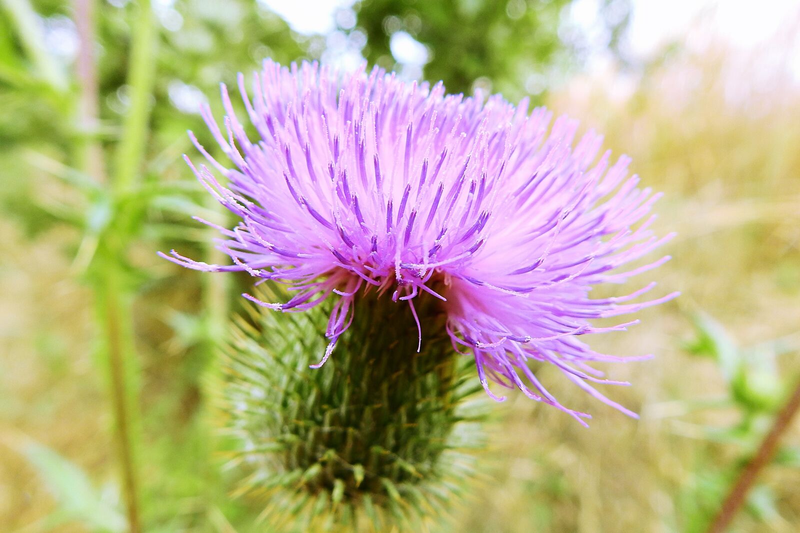 Nikon Coolpix P900 sample photo. Thistle, meadow, figure photography