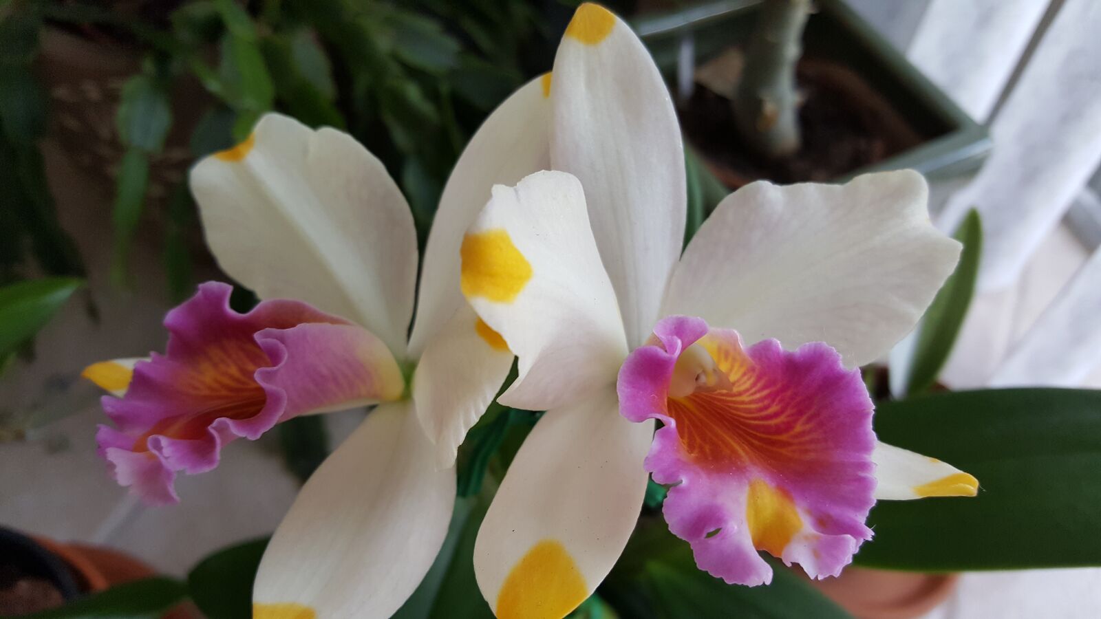 Samsung Galaxy S6 sample photo. Orchid, cattelya, pacific rainbow photography
