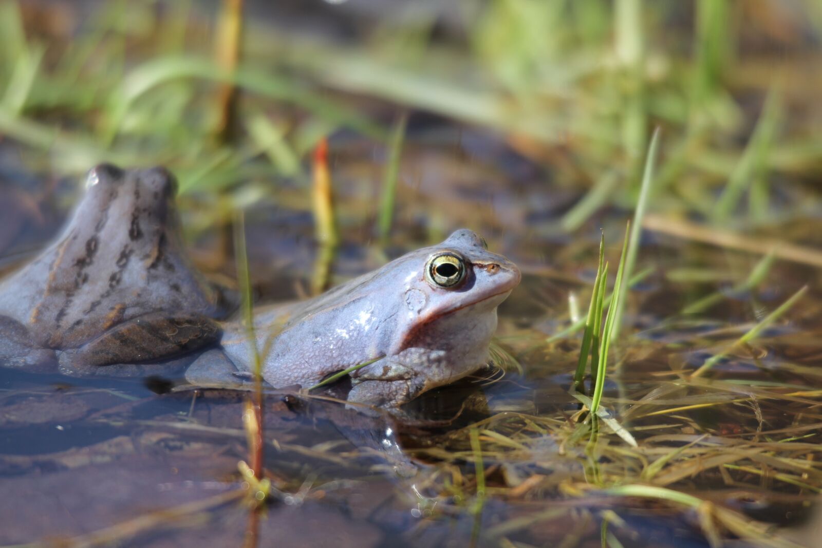 Canon EOS 60D sample photo. Moor frog, amphibious, frogs photography