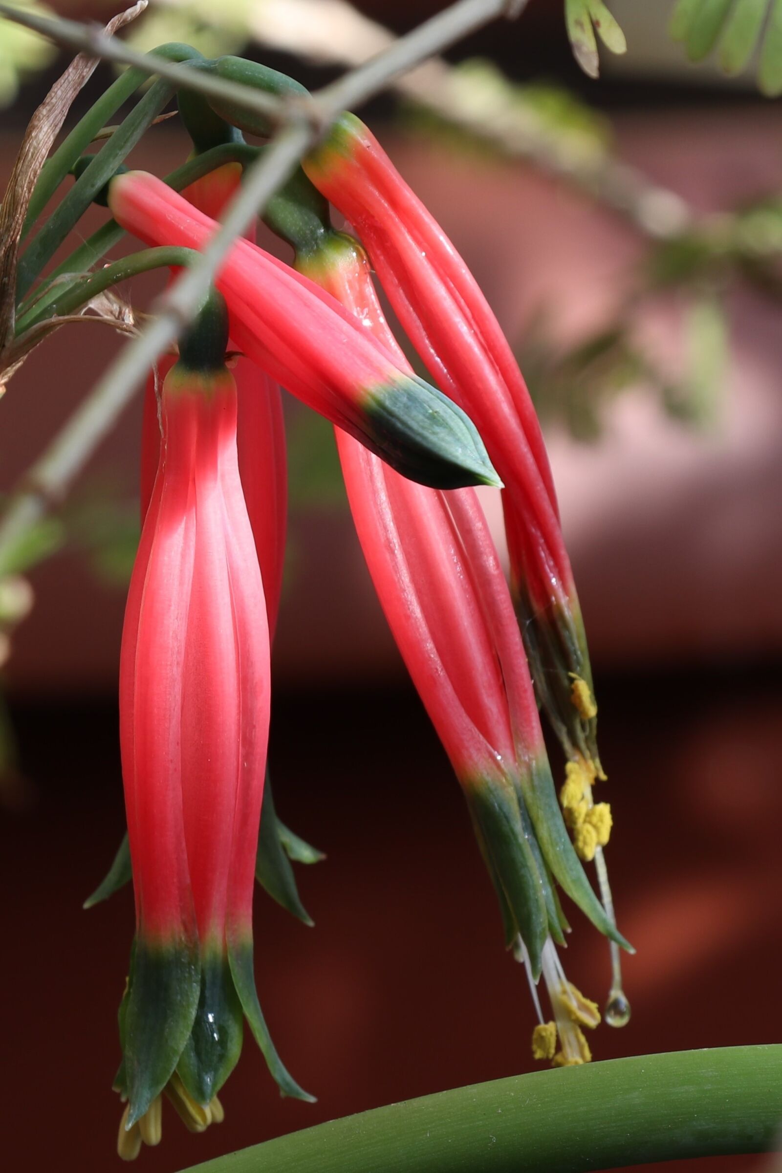 Canon EOS 77D (EOS 9000D / EOS 770D) sample photo. Flower, red, rare photography