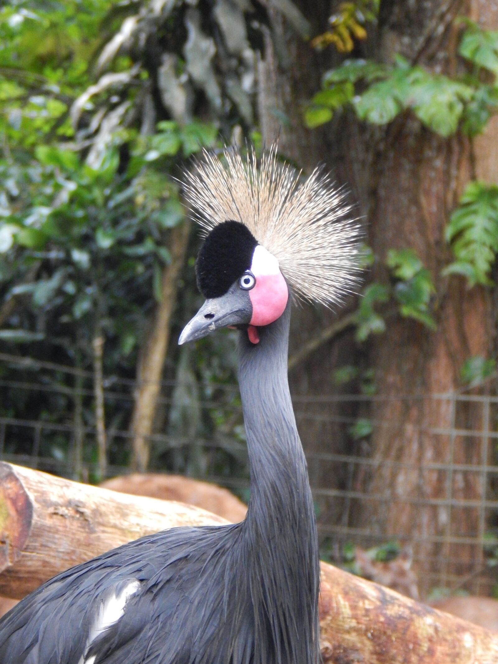 Nikon Coolpix L830 sample photo. Bird, safari, animal photography