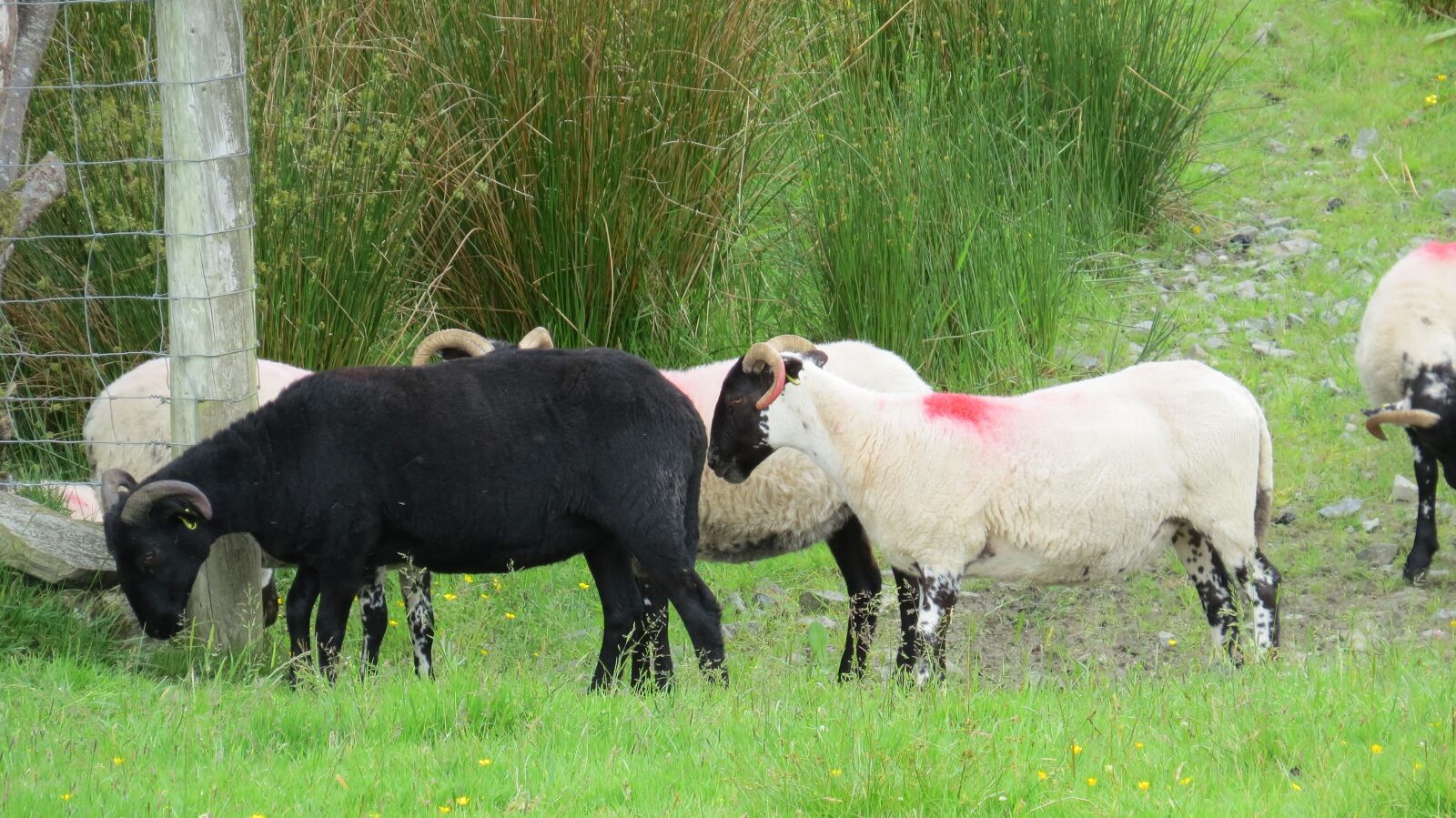 Canon PowerShot SX50 HS sample photo. Black sheep, sheep, animal photography