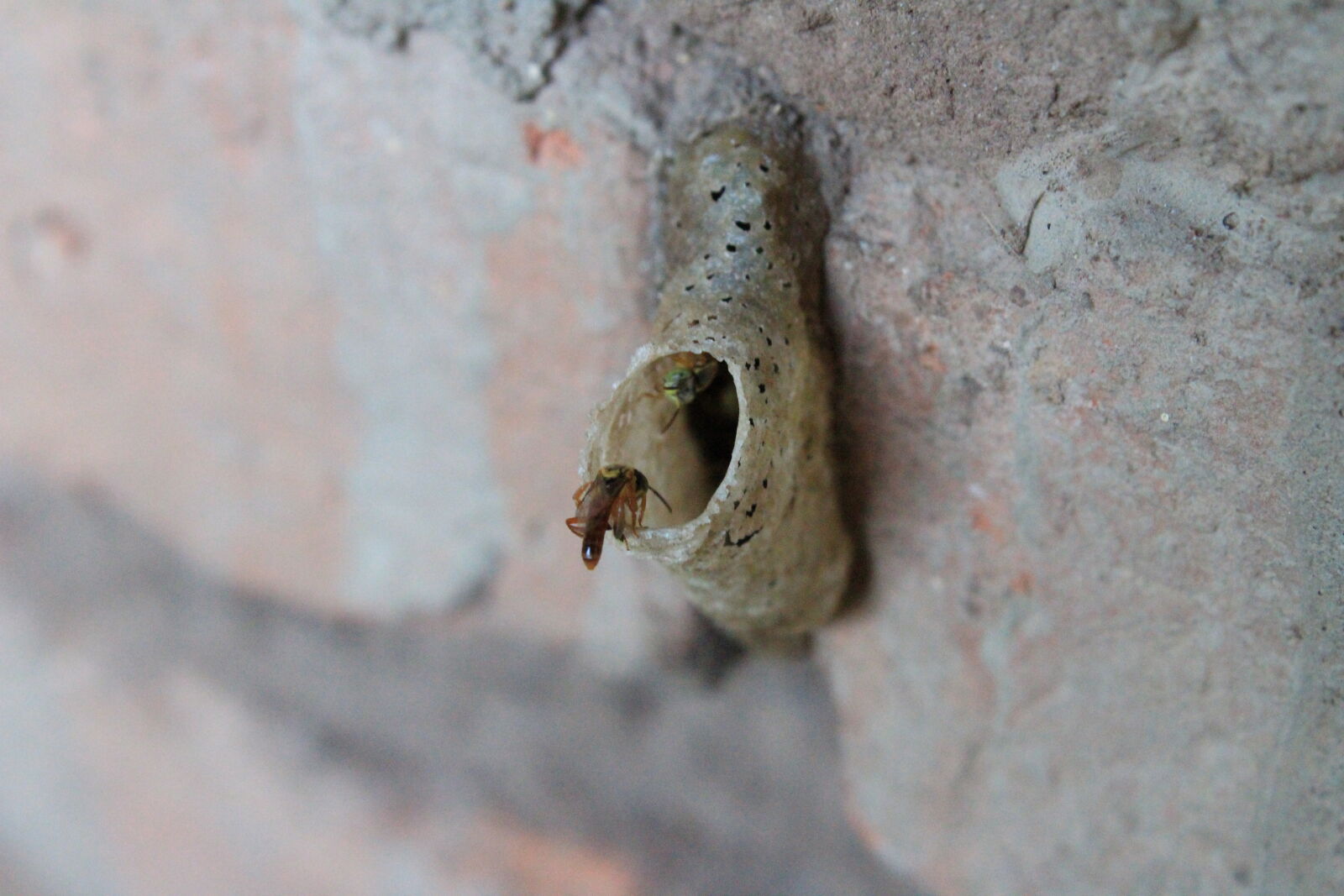 Canon EOS 1300D (EOS Rebel T6 / EOS Kiss X80) sample photo. Abejas, bolivia, cotoca, miel photography