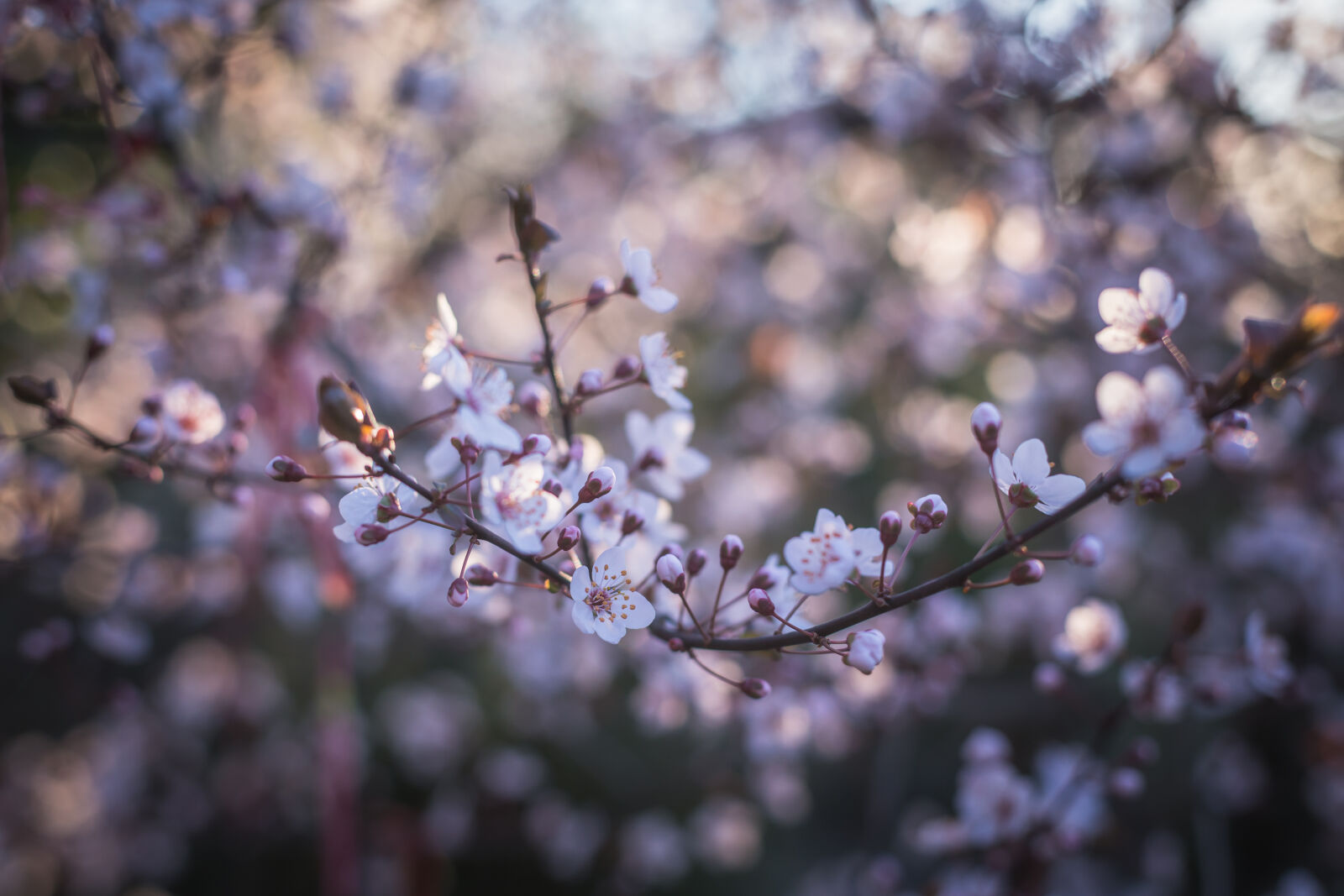 Canon EOS 6D + Canon EF 50mm F1.4 USM sample photo. Pink, peach, blossoms, close photography