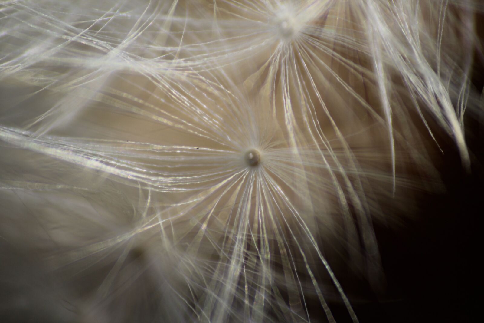 Canon EOS 600D (Rebel EOS T3i / EOS Kiss X5) sample photo. Dandelion, macro, plant photography