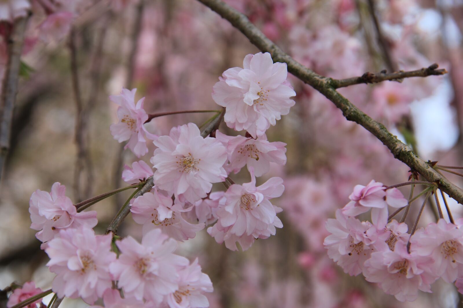Canon EOS 60D sample photo. Flower, cherry, branch photography