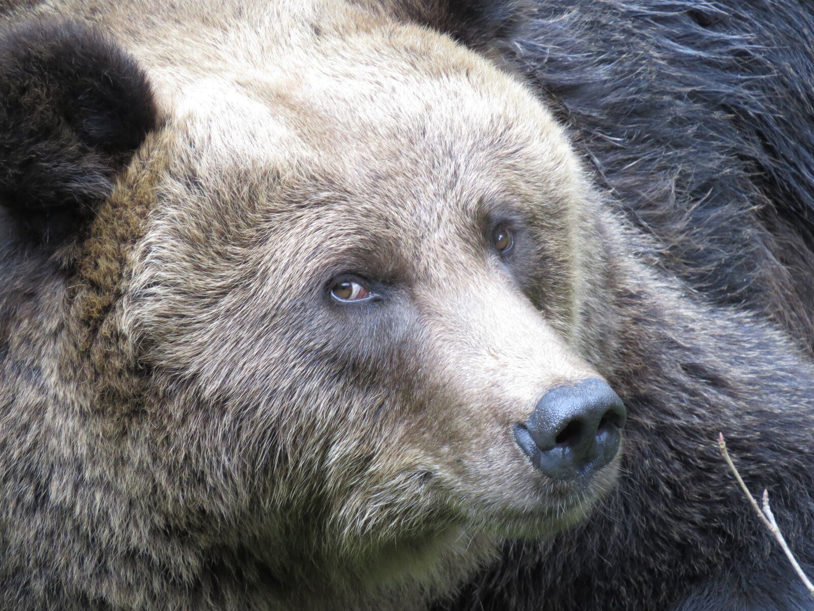 Canon PowerShot SX50 HS sample photo. Bear, animal world, nature photography