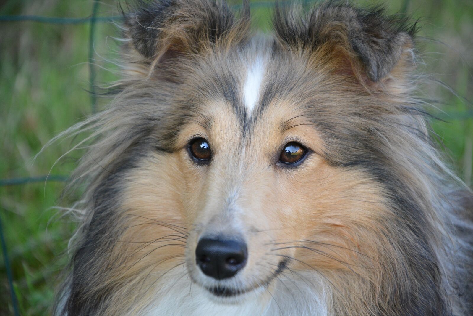 Nikon D5200 sample photo. Dog, bitch, bitch nayana photography