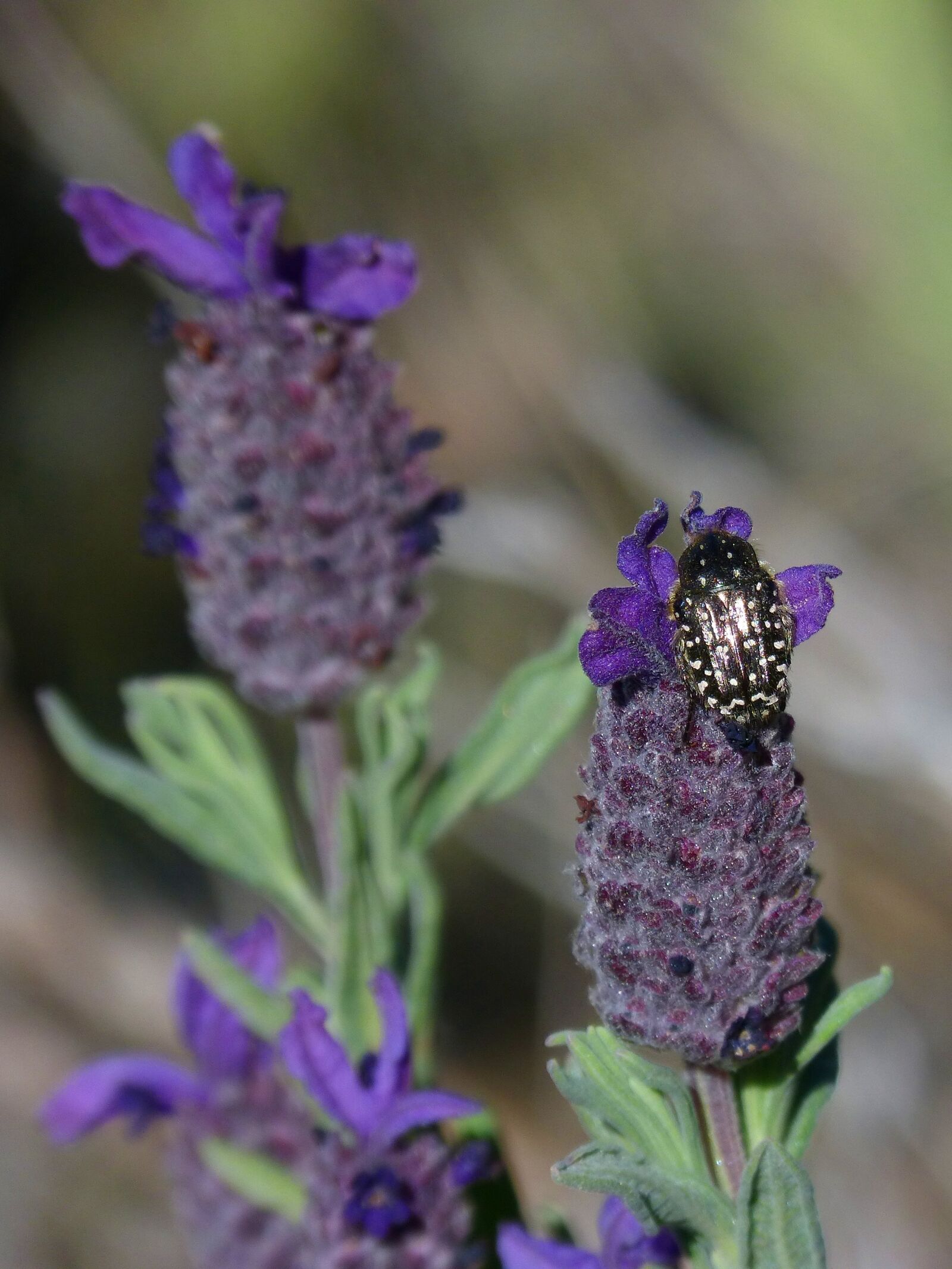 Panasonic DMC-FZ62 sample photo. Oxythyrea funesta, lavender, beetle photography