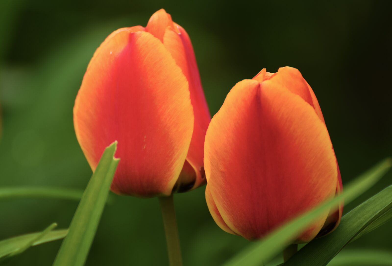 Nikon D7200 sample photo. Tulip, flower, plant photography