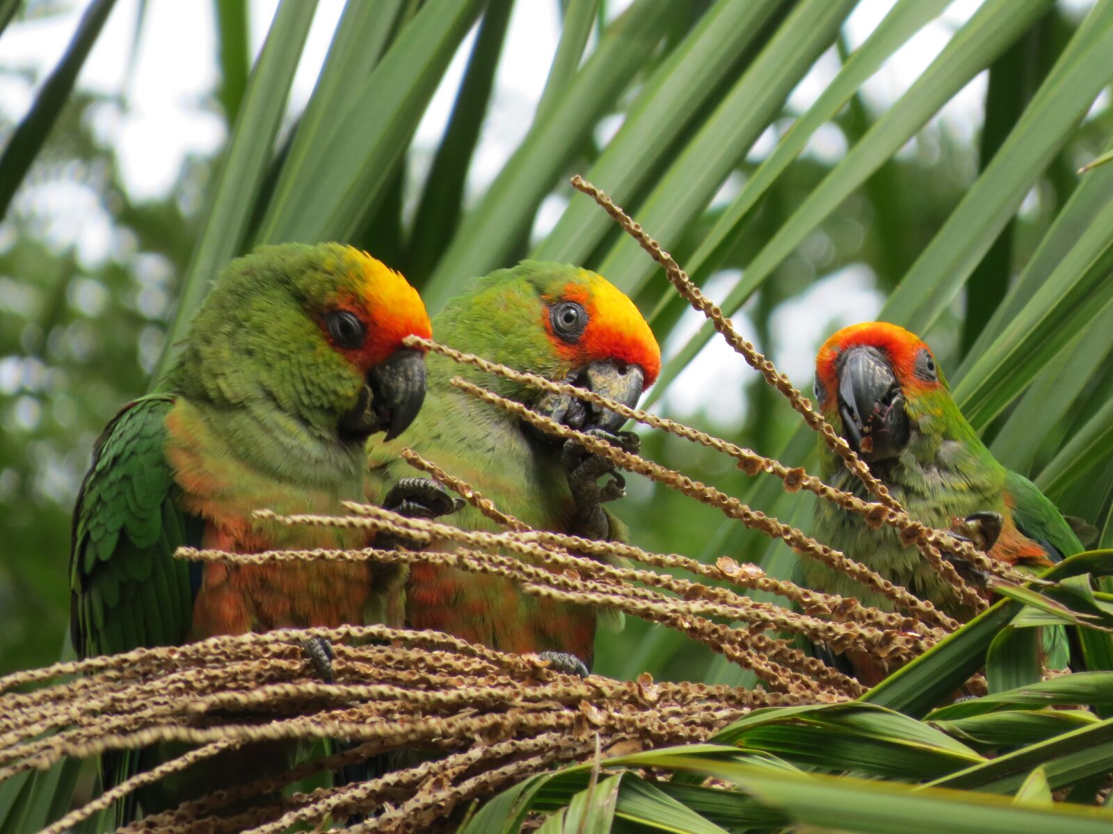 Canon PowerShot SX50 HS sample photo. Parrot, birds, bird photography