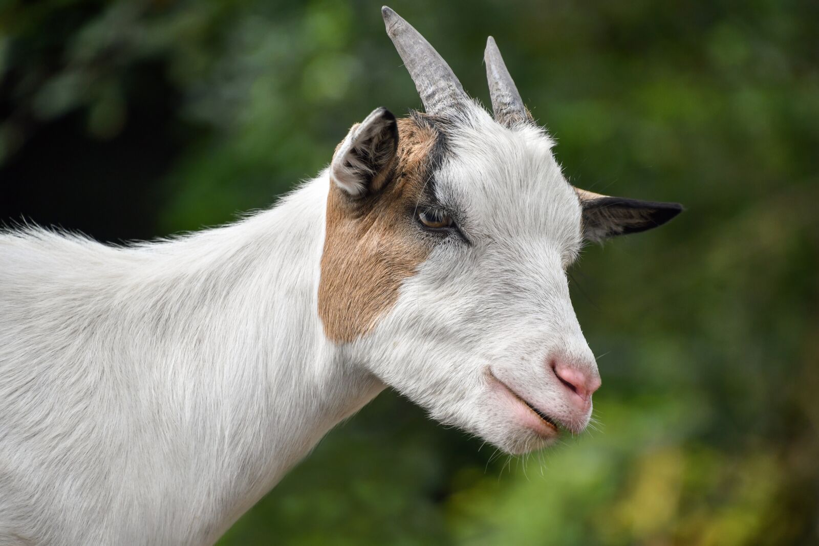Nikon D500 sample photo. Goat, biquette, white photography