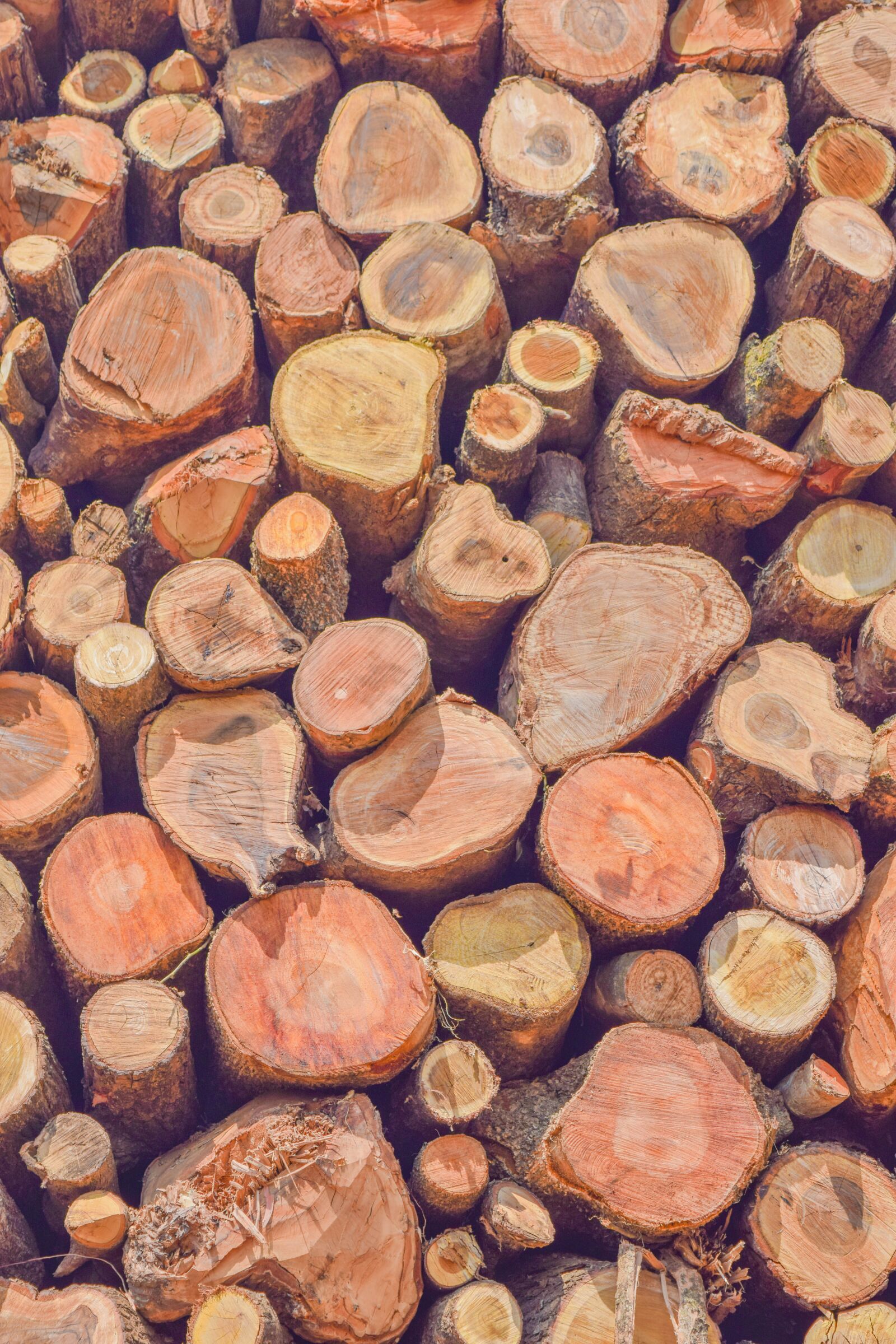 Nikon D5300 sample photo. Wood, textual, outdoor photography