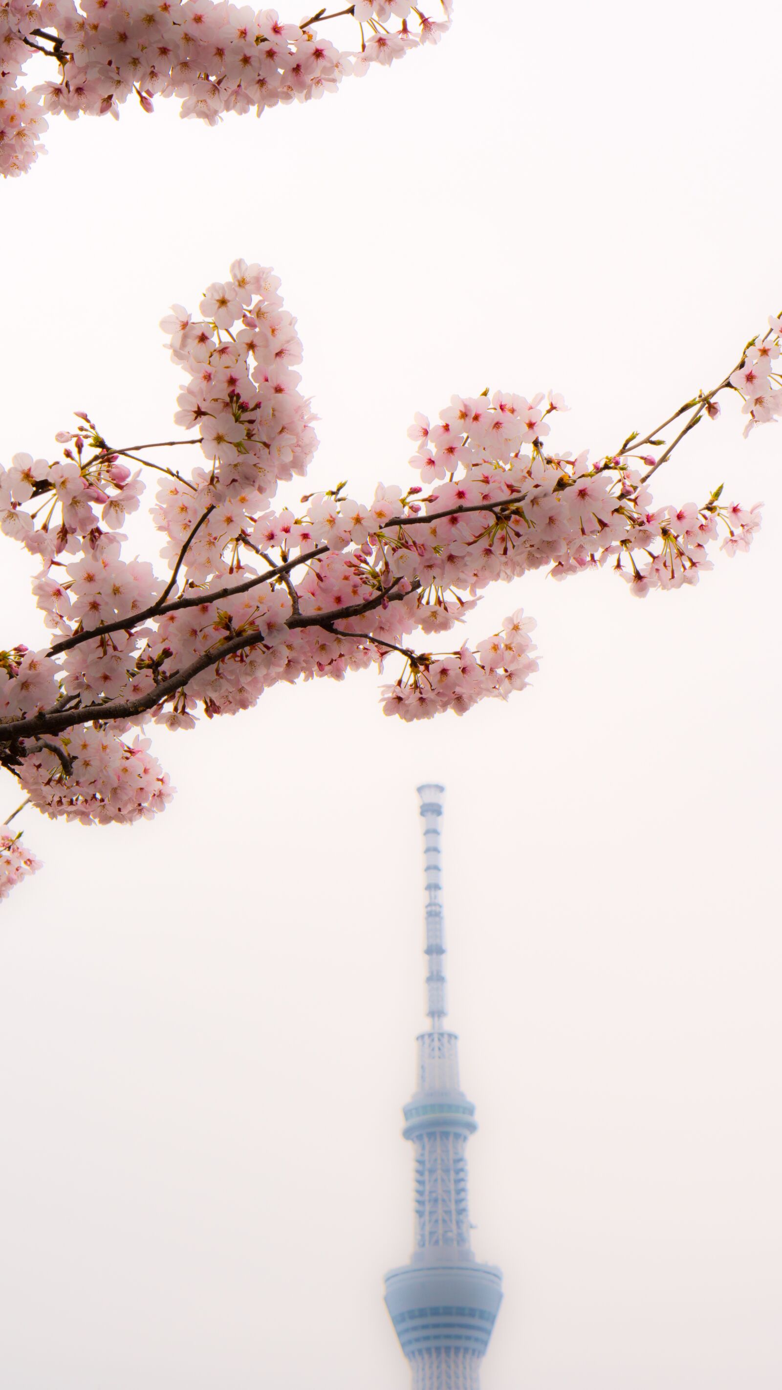 Sony a6300 sample photo. Skytree, cherry blossoms, asakusa photography