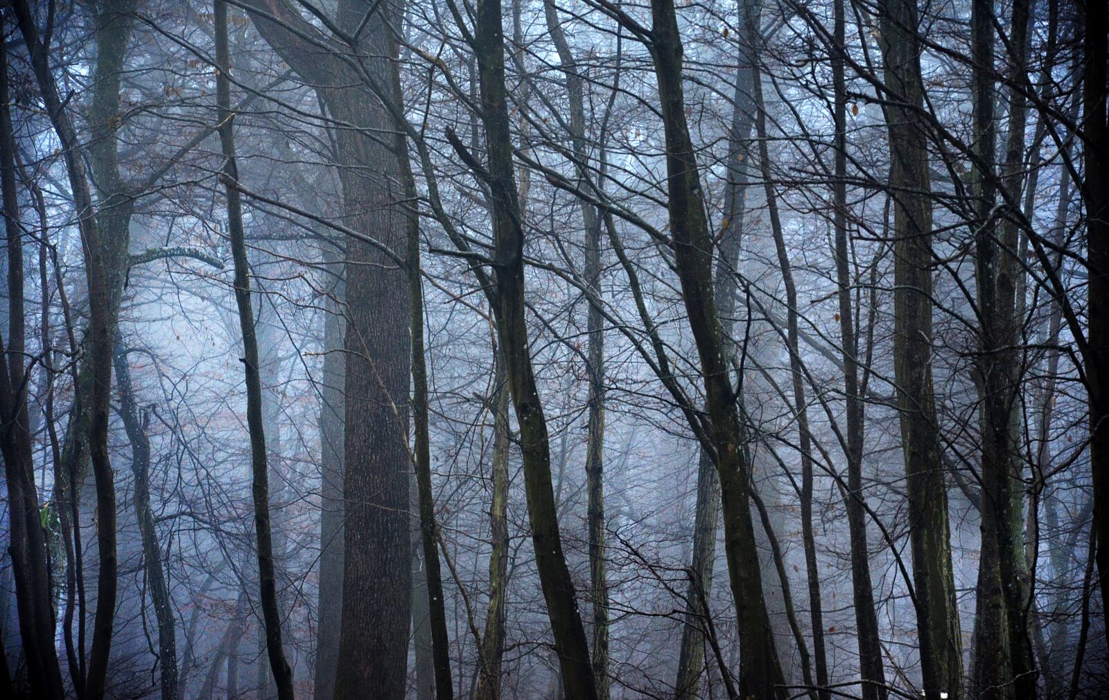 Nikon D5100 sample photo. Forest, fog, night photography