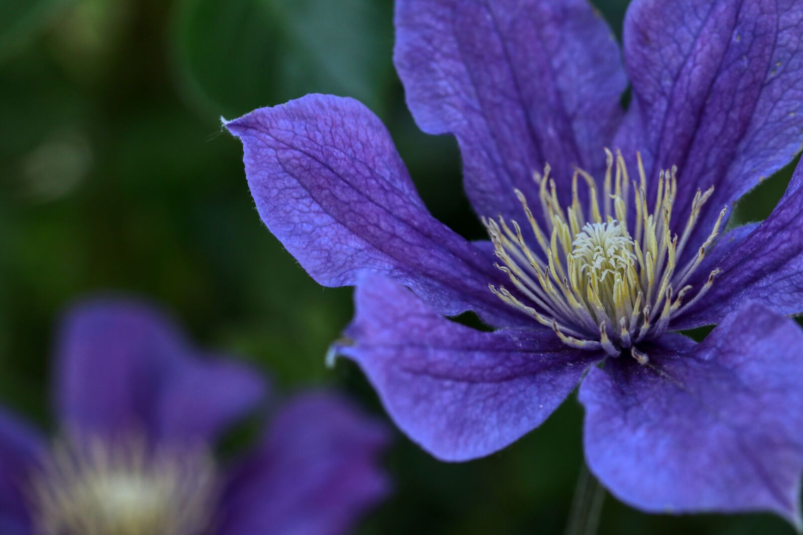 Canon EOS 80D sample photo. Flower, close up, macro photography