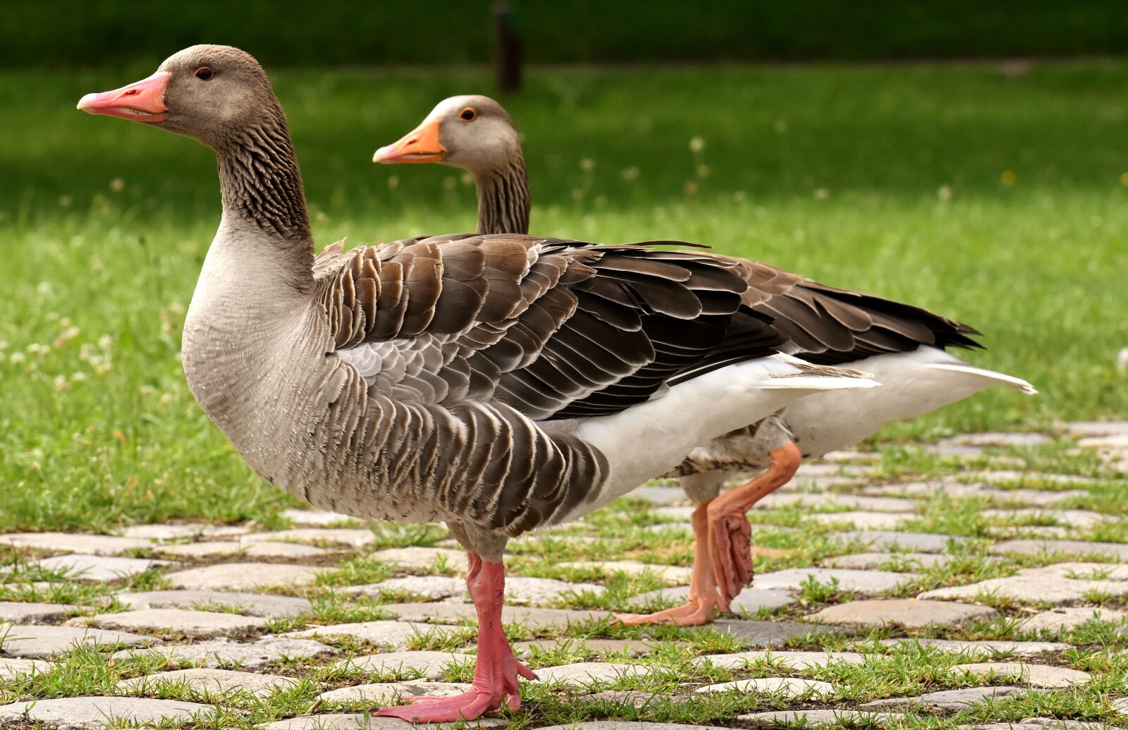 Nikon D7200 sample photo. Geese, wild geese, waterfowl photography