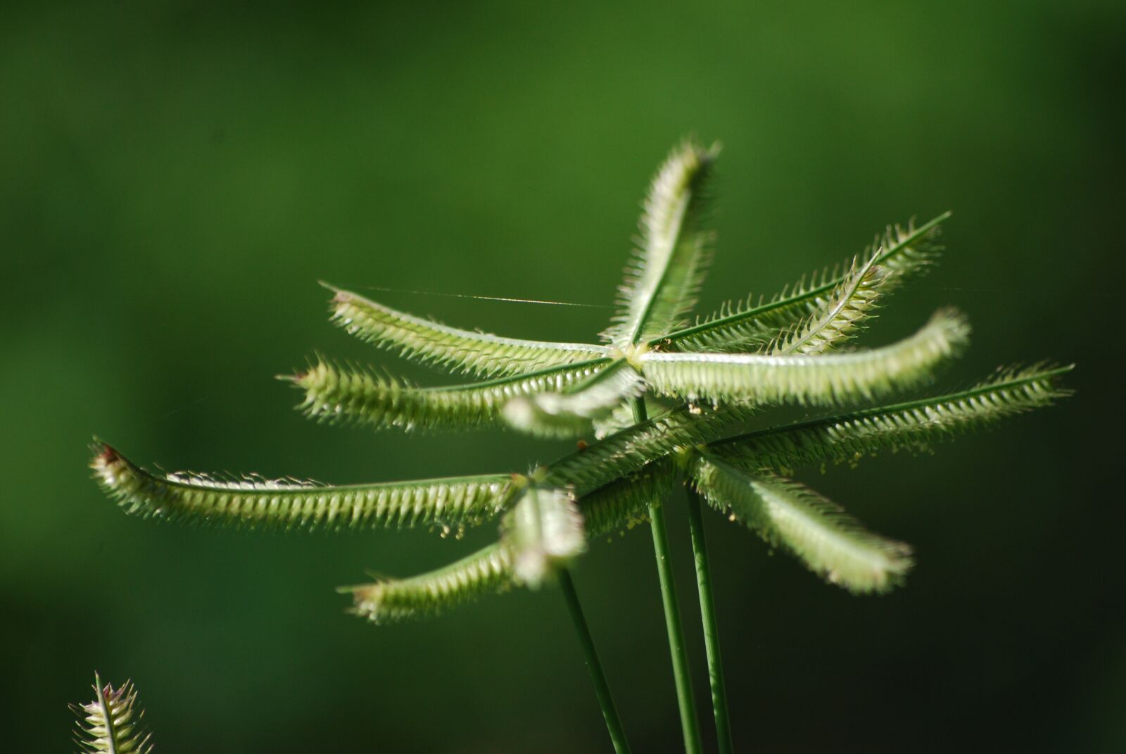 Nikon D60 sample photo. Green, nature, green stick photography