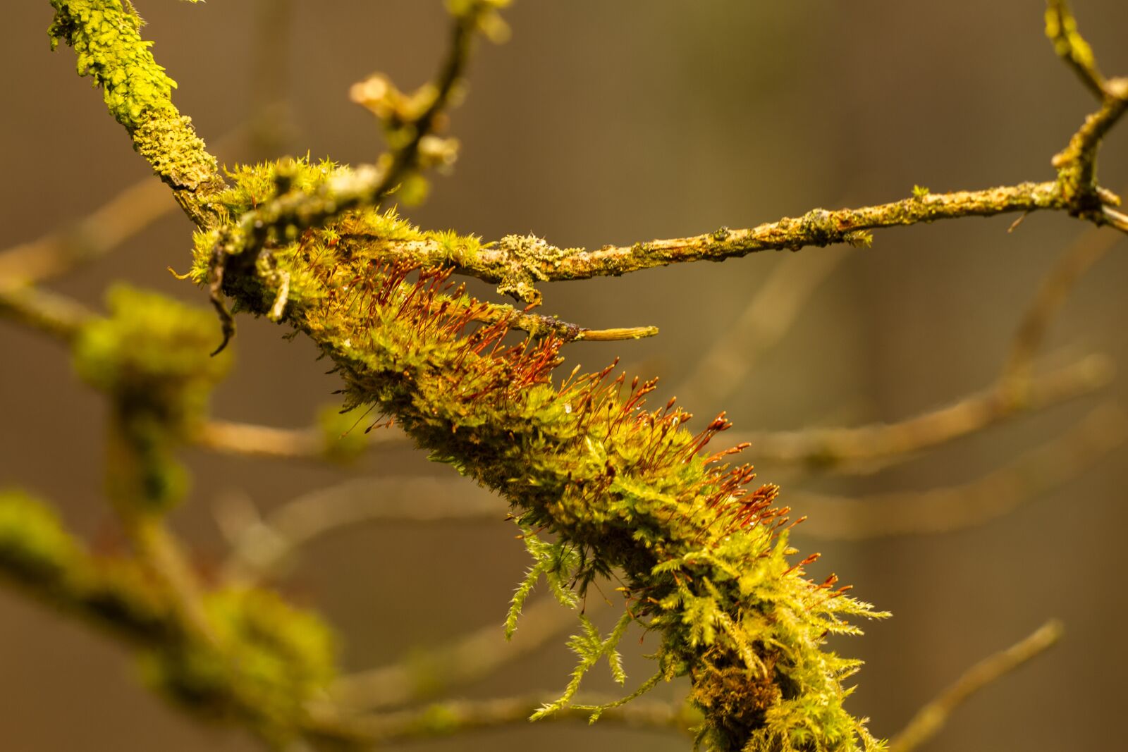 Canon EOS 7D sample photo. Moss, branch, forest photography