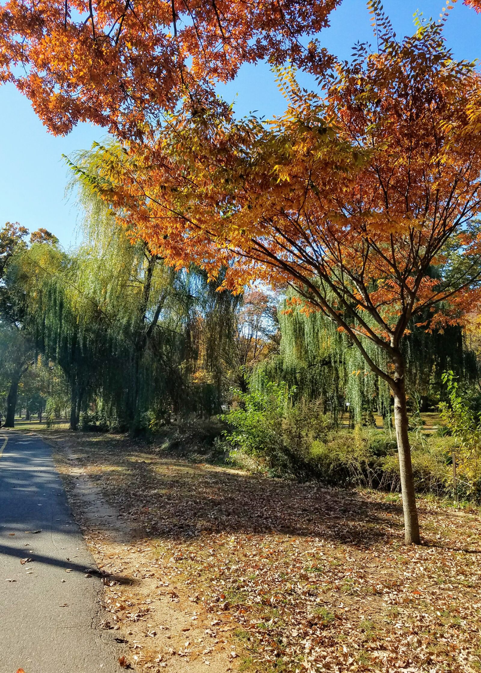 Samsung Galaxy S7 sample photo. Autumn, colours, autumn, leaves photography
