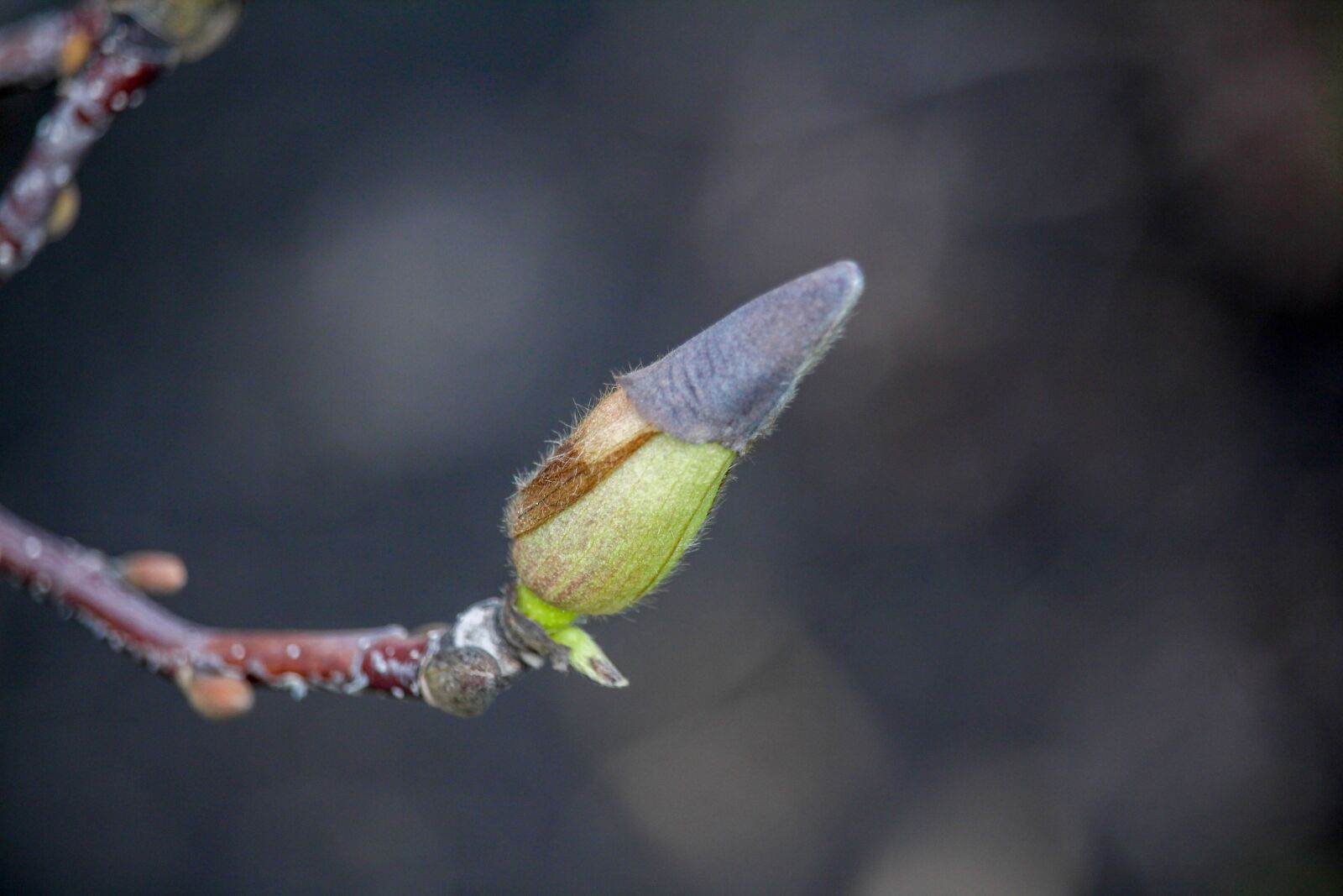 Canon EOS 700D (EOS Rebel T5i / EOS Kiss X7i) sample photo. Nature, leaf, tree photography
