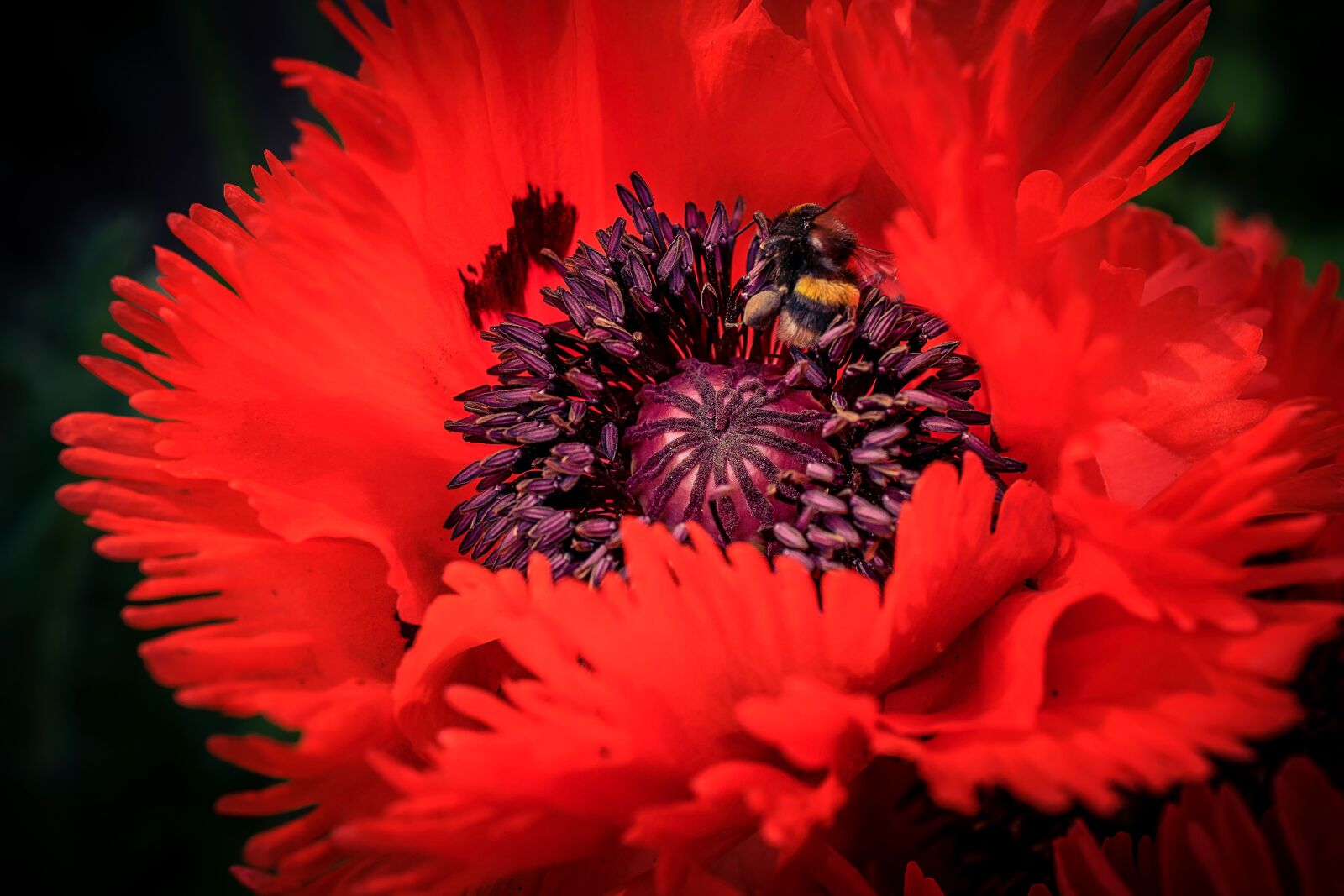Nikon D3300 sample photo. Macro, close-up photography, landscape photography