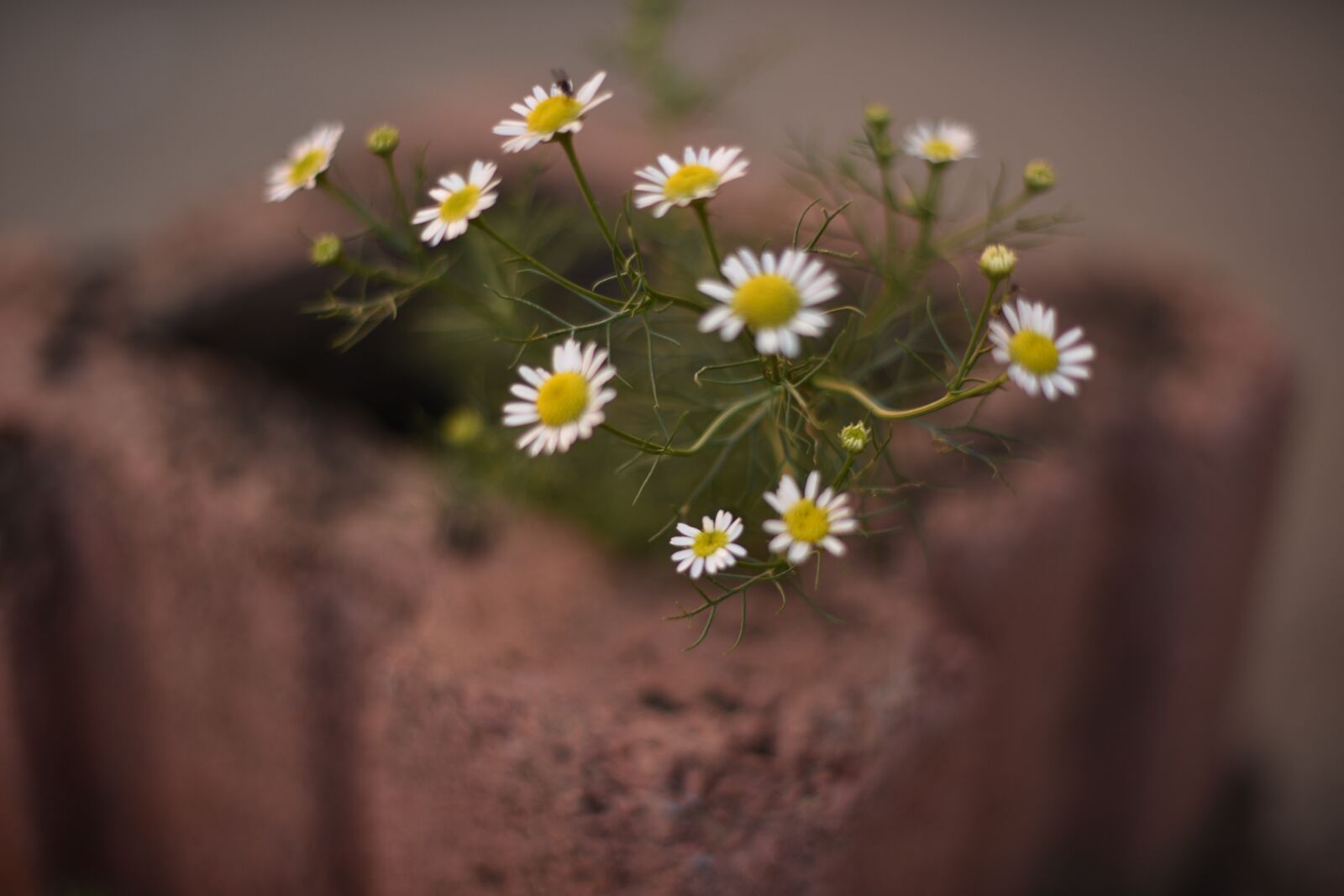 Nikon D810 sample photo. Little flower, roadside wildflowers photography