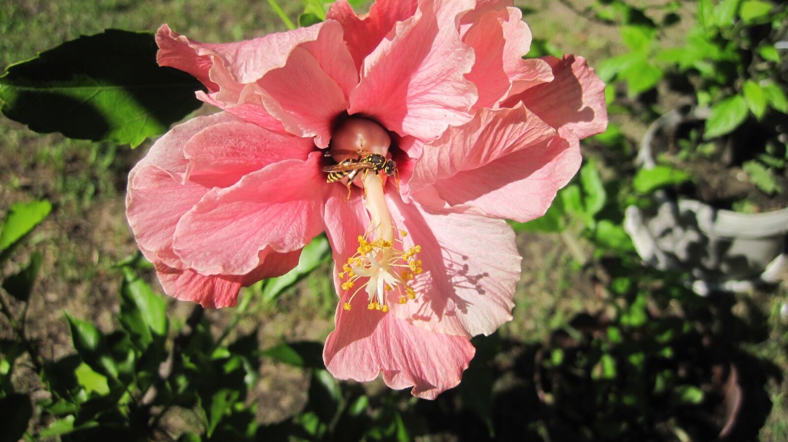 Canon PowerShot D10 sample photo. Japanese rose, pink, garden photography