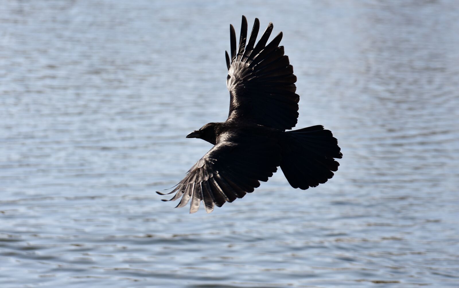 Nikon D7200 sample photo. Common raven, raven, flying photography