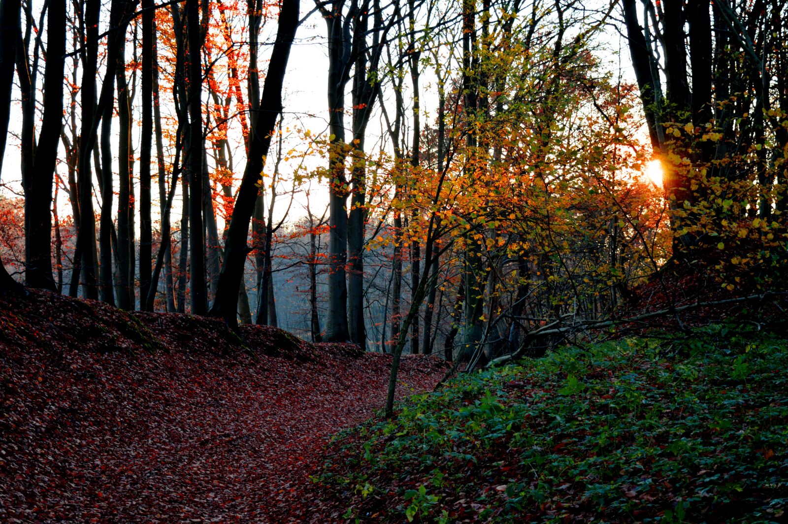 Nikon D3200 sample photo. Forest, autumn, autumn mood photography