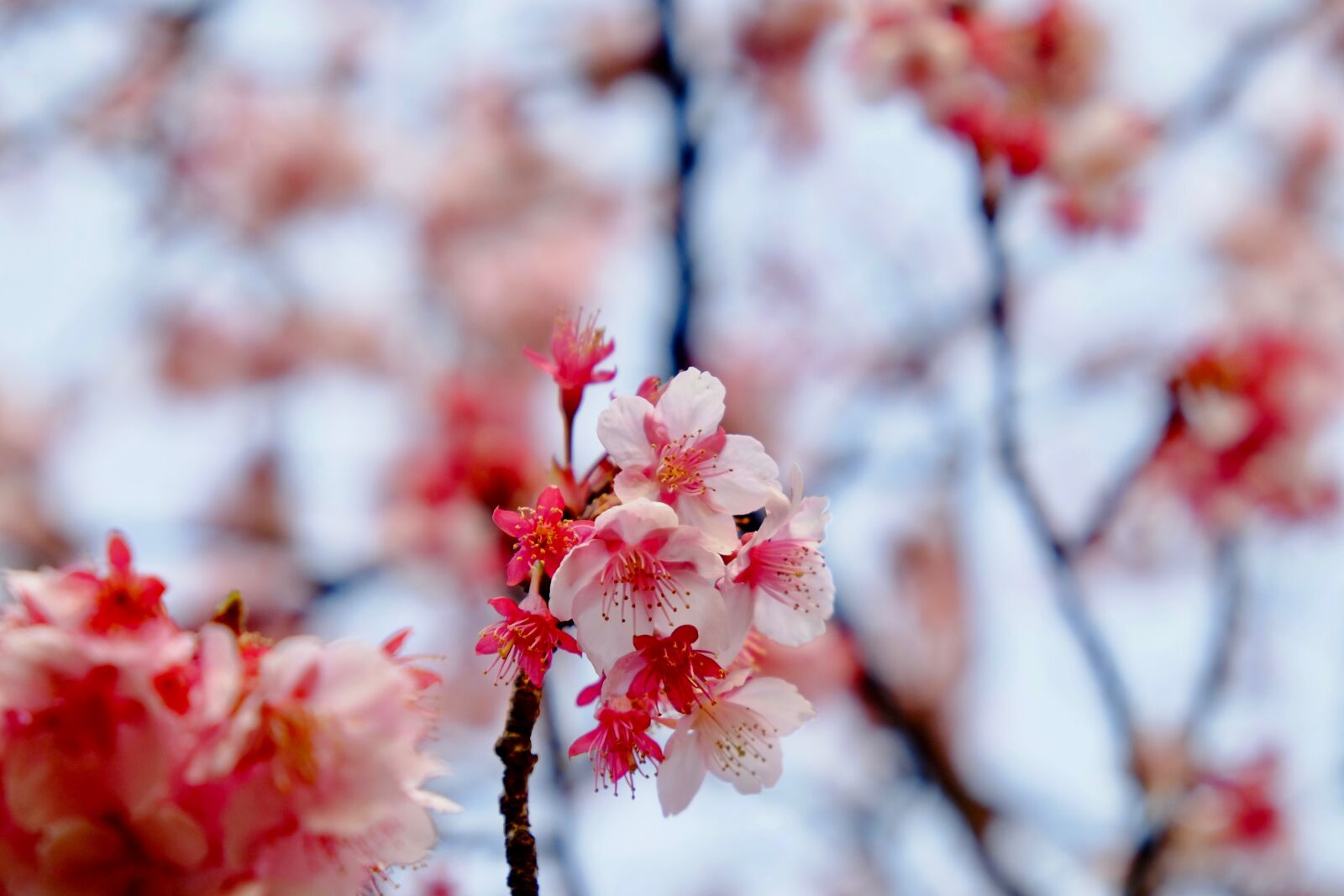 Fujifilm X-T10 sample photo. Sakura, pink, blooming photography