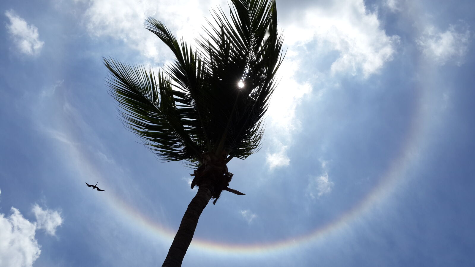 Samsung Galaxy S4 sample photo. Sun, halo, behind, palm photography