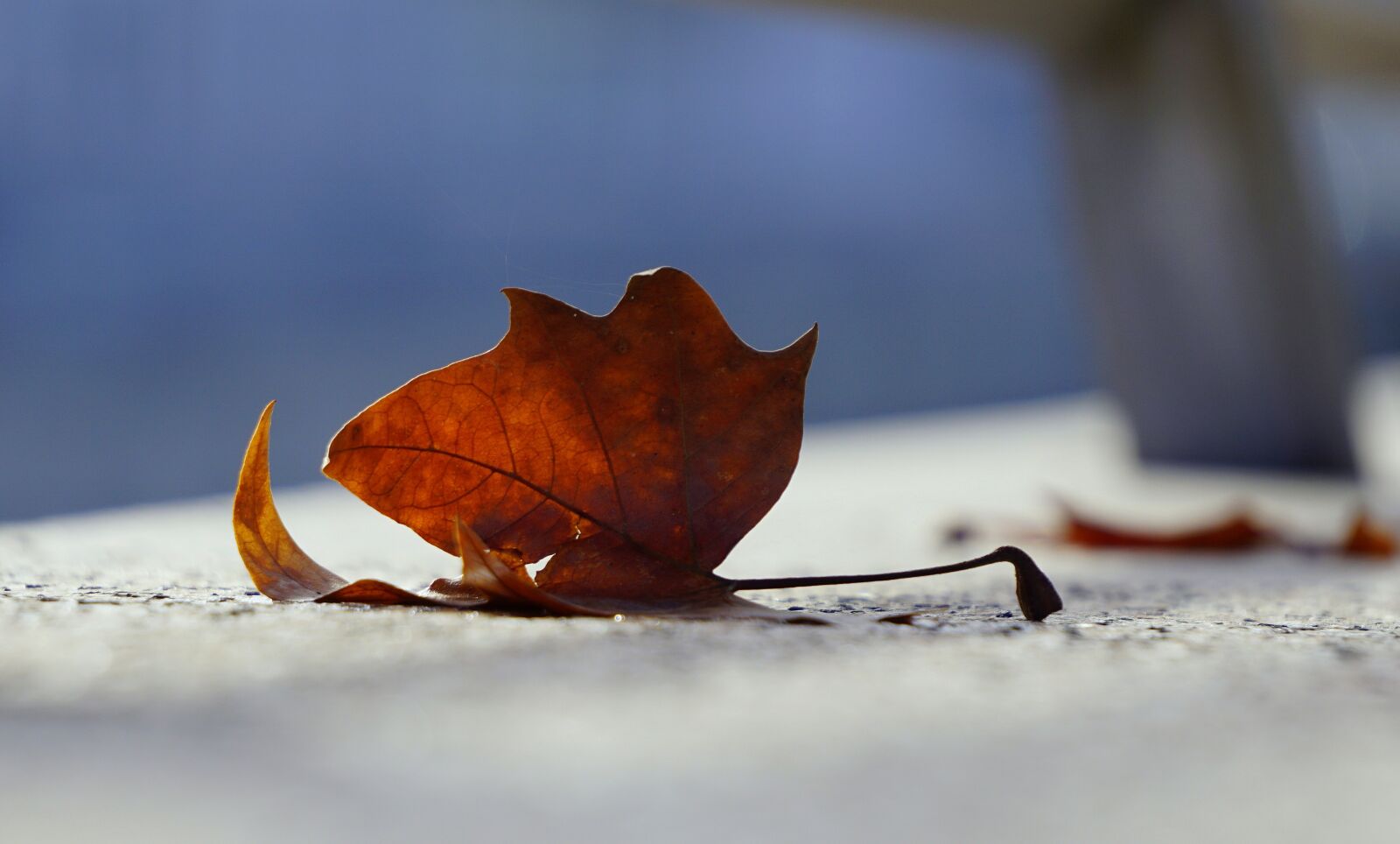 Sony E 55-210mm F4.5-6.3 OSS sample photo. Nature, cold, autumn photography