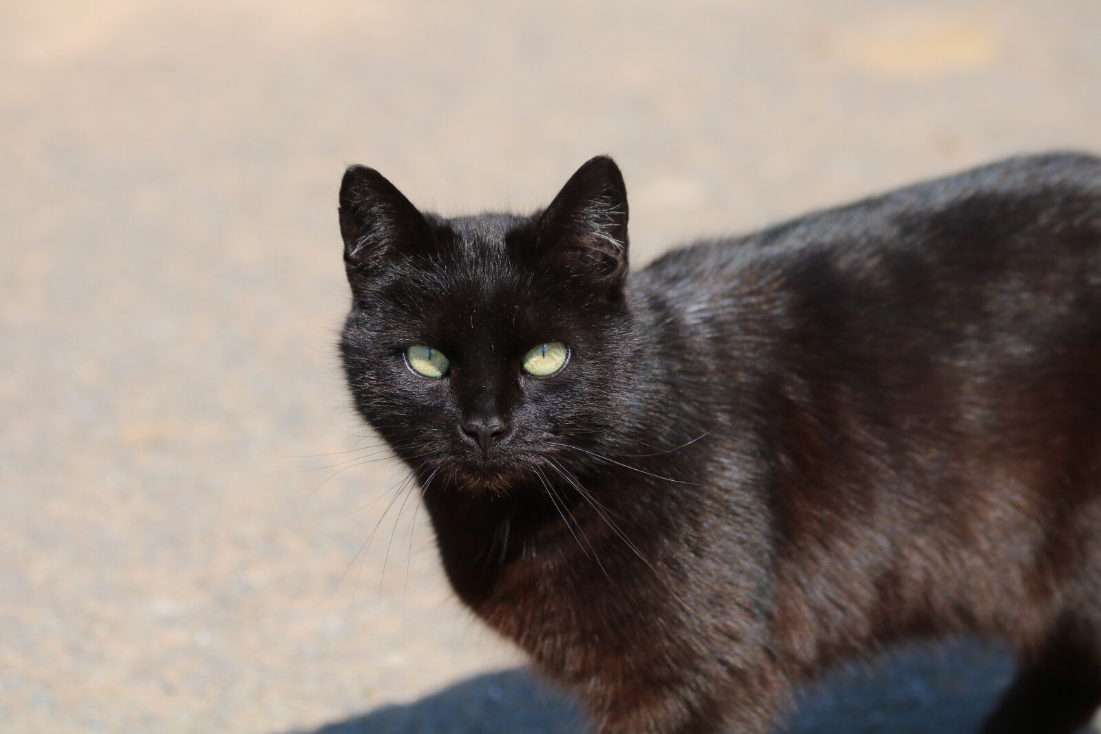 Canon EOS 750D (EOS Rebel T6i / EOS Kiss X8i) sample photo. Black, tomcat, animal photography