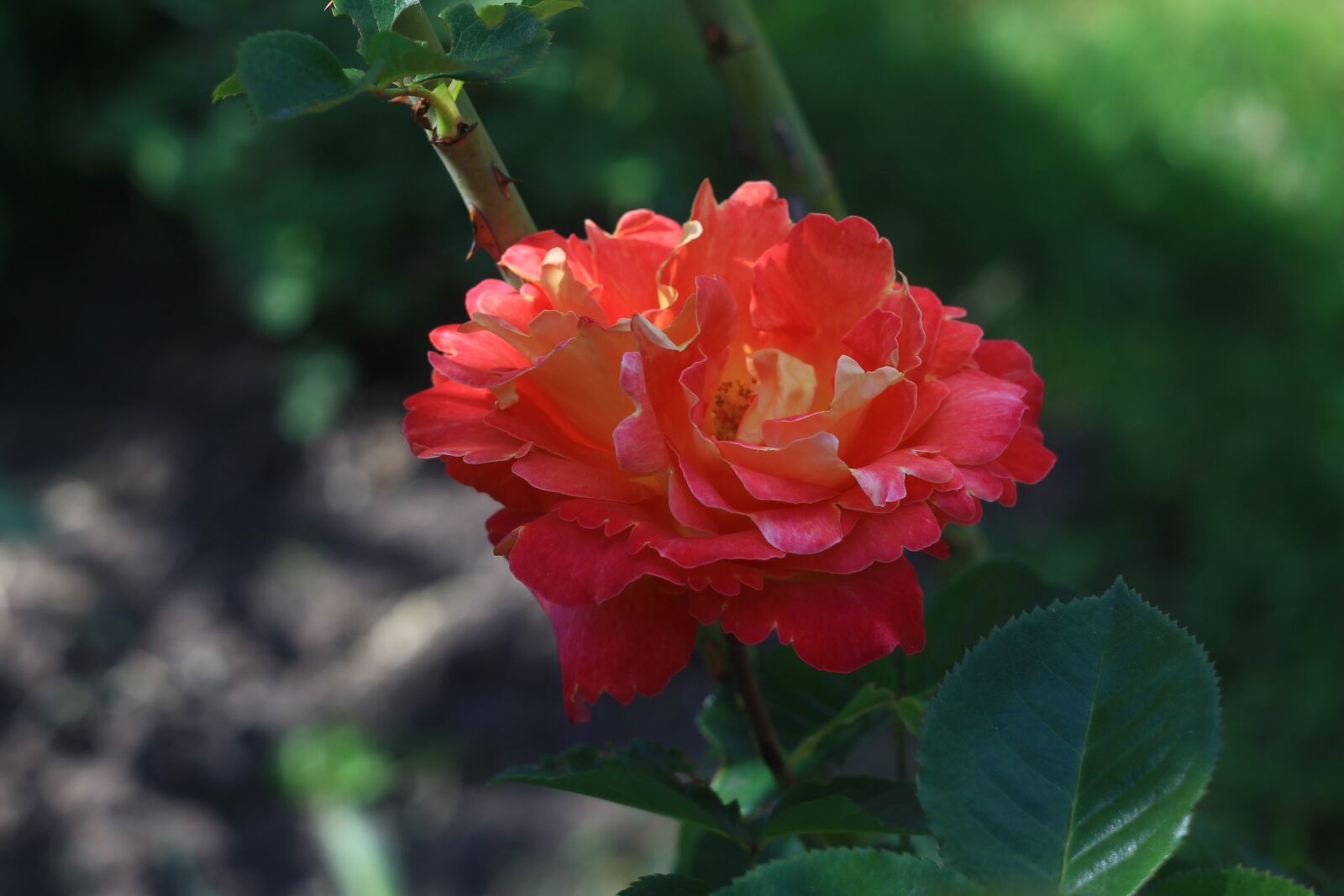 Canon EOS 1100D (EOS Rebel T3 / EOS Kiss X50) sample photo. Rose, flowers, nature photography