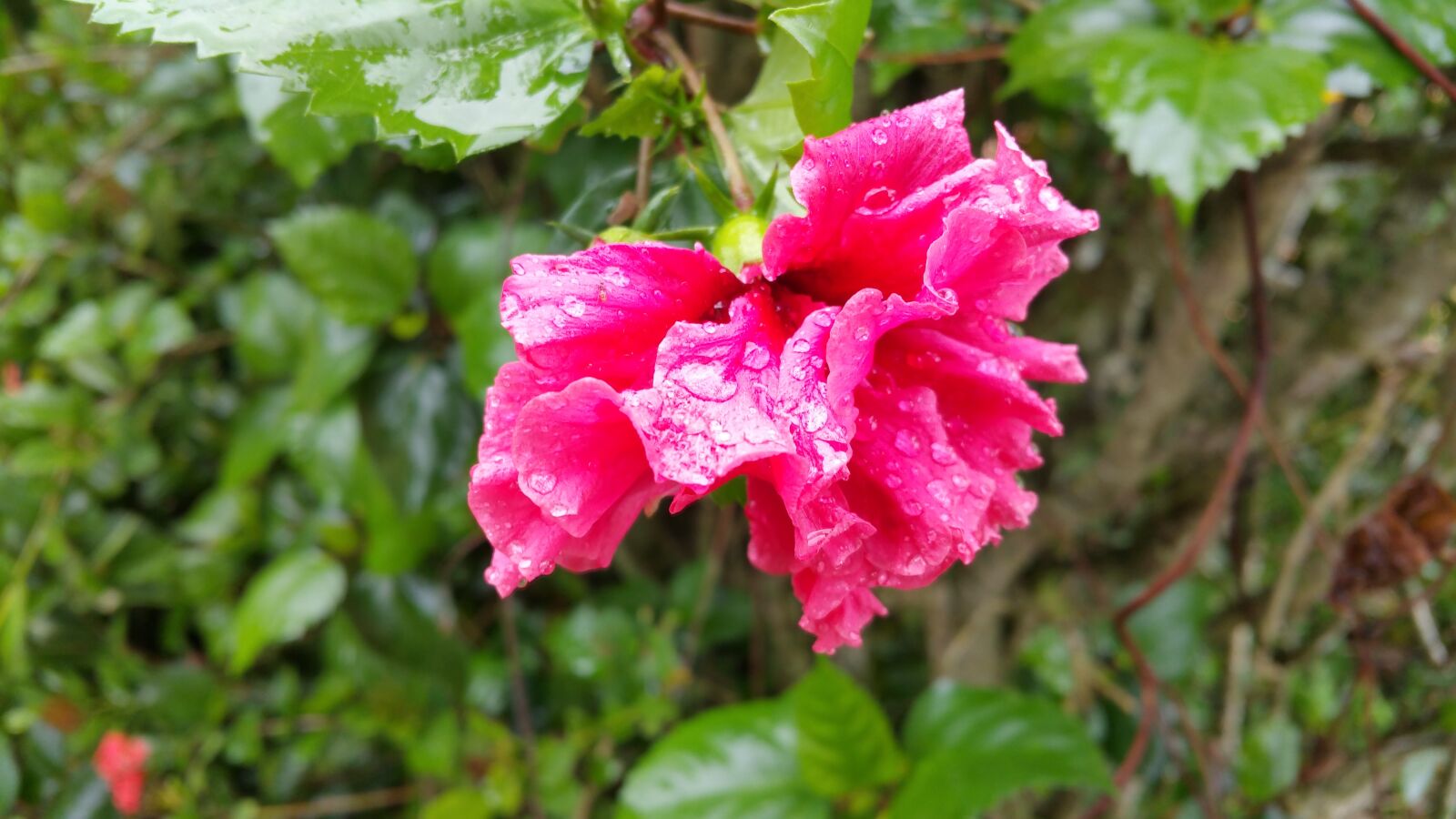 Samsung Galaxy Note4 sample photo. Flower, water drops, pink photography
