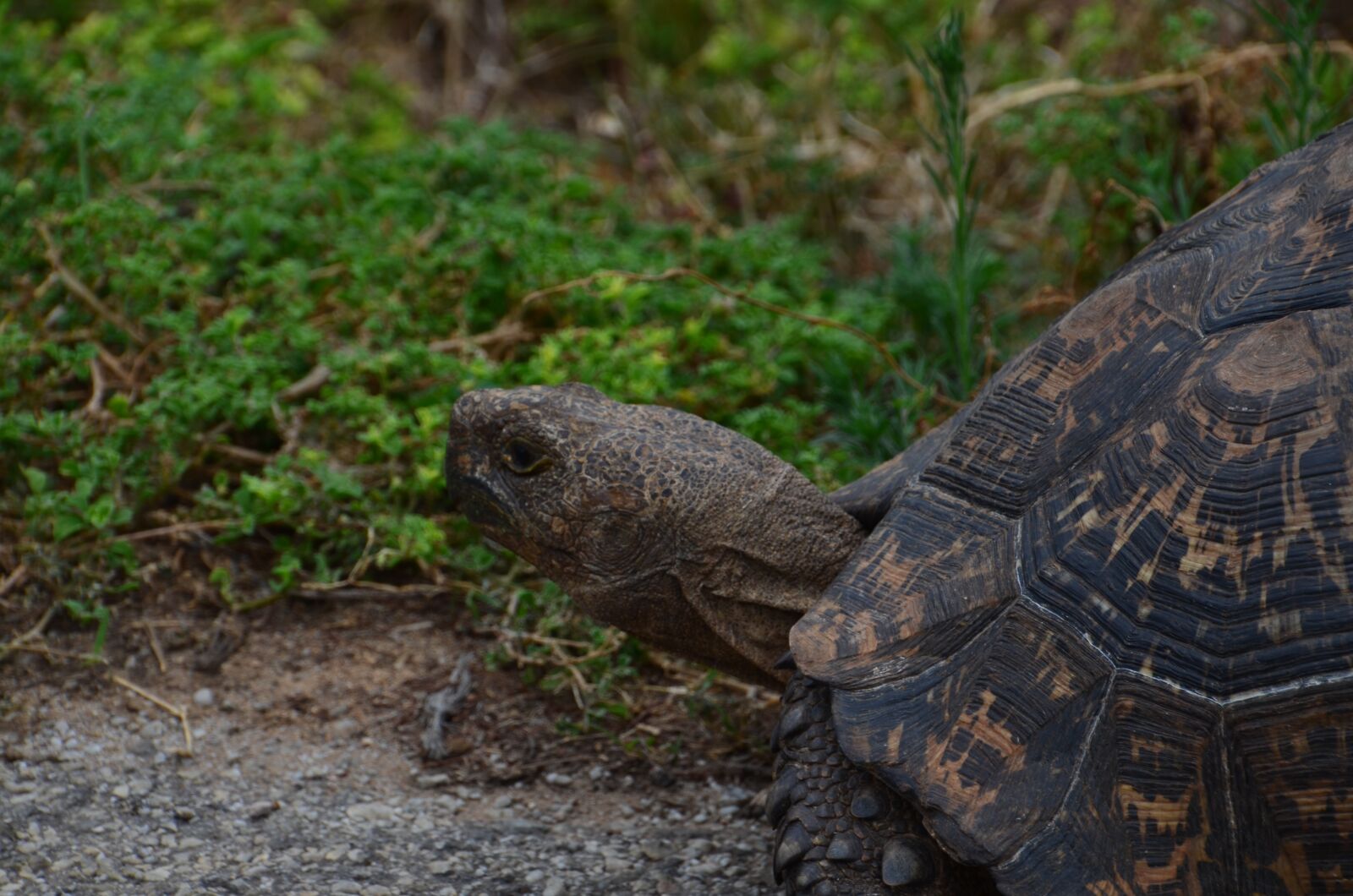 Nikon D5100 sample photo. Turtle, panzer, old photography