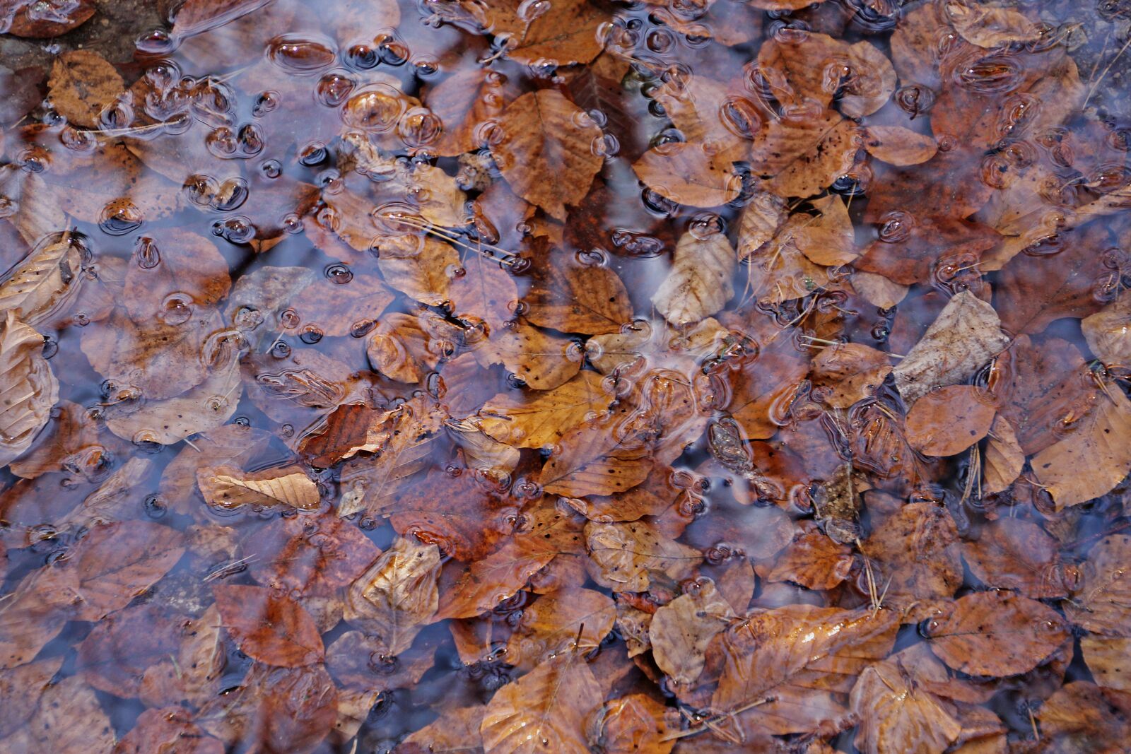 Canon EOS 60D sample photo. Puddle, water puddle, autumn photography