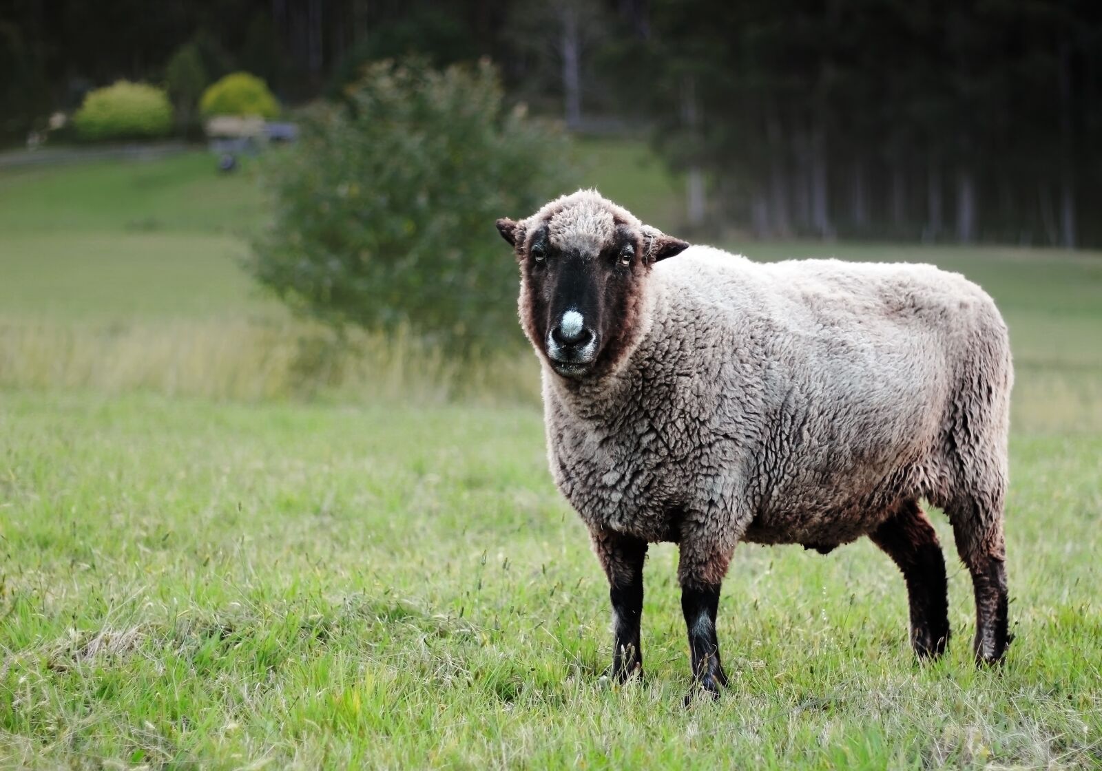 Canon EOS 600D (Rebel EOS T3i / EOS Kiss X5) + Canon EF 50mm F1.8 II sample photo. Sheep, paddock, grazing photography