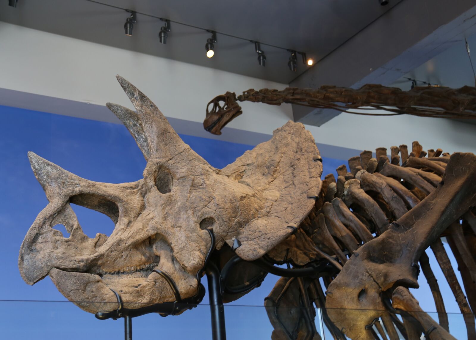 Canon EOS 6D + Canon EF 24-105mm F4L IS USM sample photo. Museum, skeleton, dinosaur photography