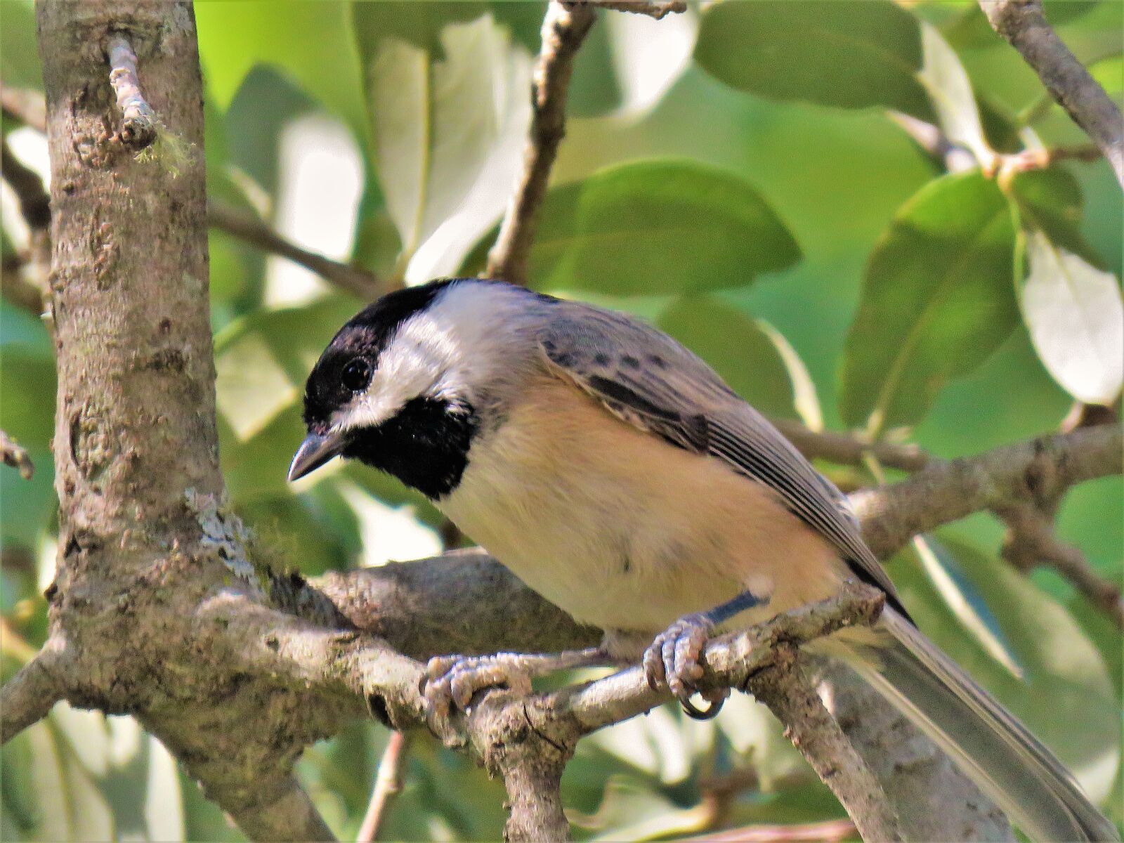 Canon PowerShot SX60 HS sample photo. Bird, tiny, wildlife photography
