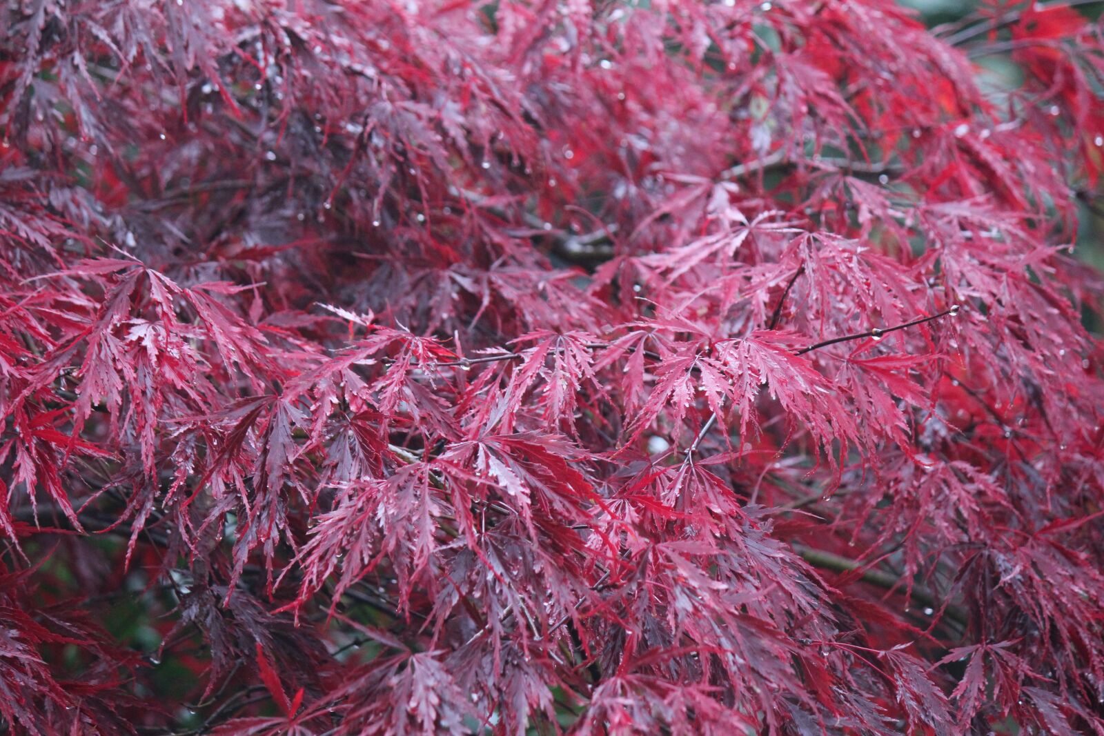 Canon EOS 550D (EOS Rebel T2i / EOS Kiss X4) sample photo. Autumn, fall, nature photography