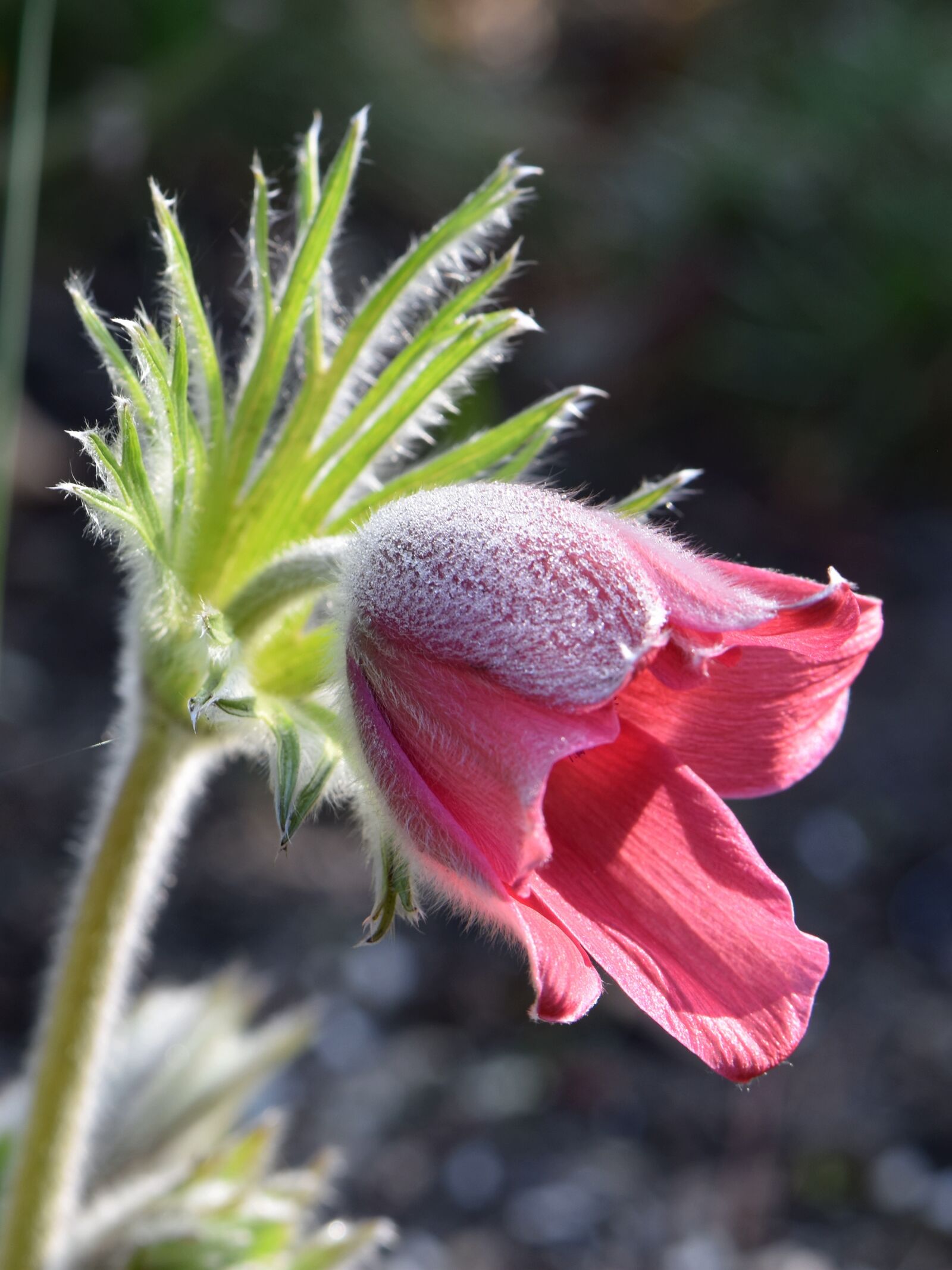 Nikon D5600 sample photo. Flower, red, blossom photography