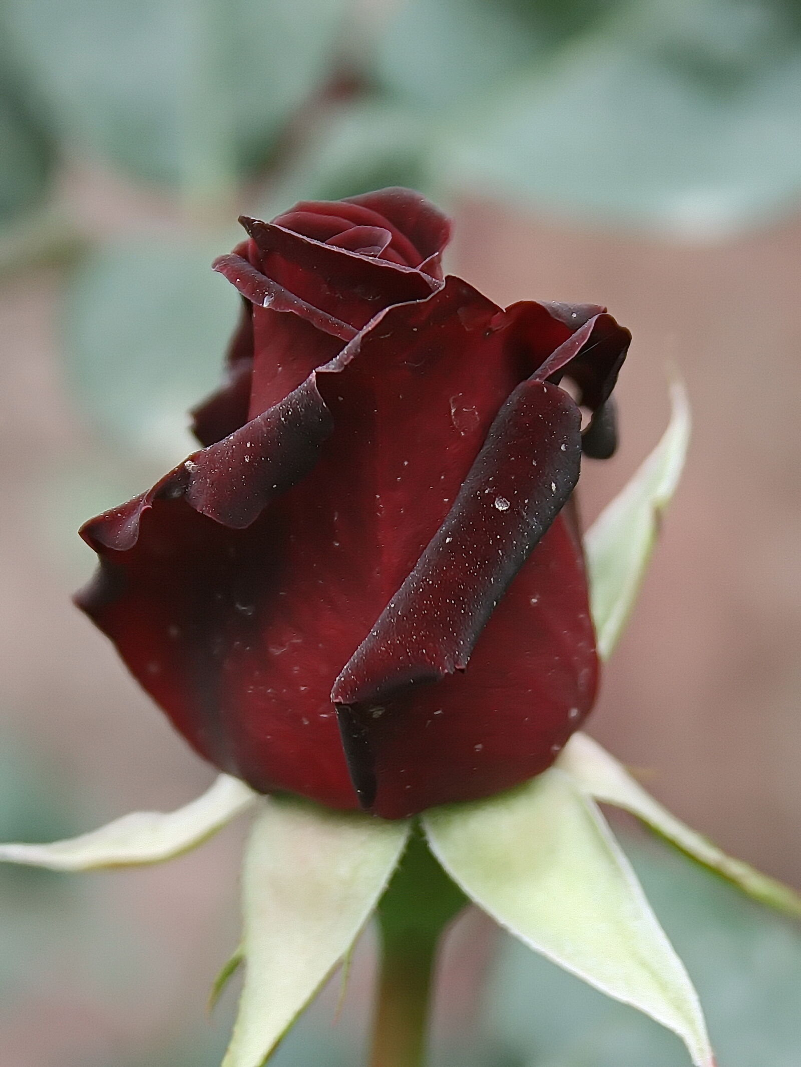Canon EF-S 18-55mm F3.5-5.6 II sample photo. Beautiful, roses photography