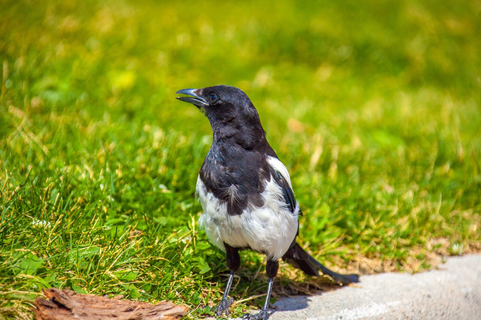 Canon EOS 5D Mark II sample photo. Black billed magpie, bird photography
