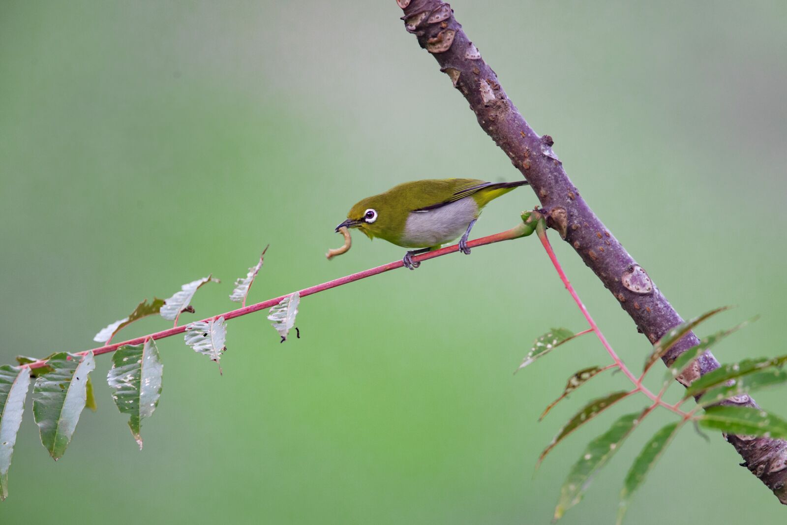 Canon EOS 5D Mark II sample photo. Wild birds, japanese white-eye photography