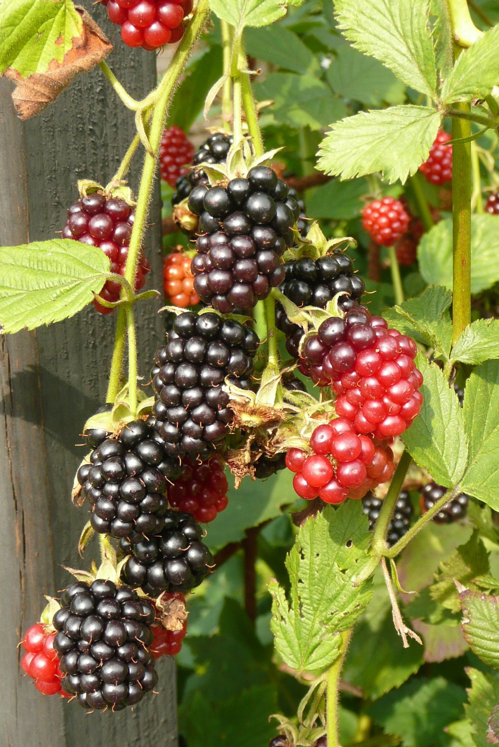 Panasonic DMC-TZ3 sample photo. Burr, blackberries, kitchen garden photography