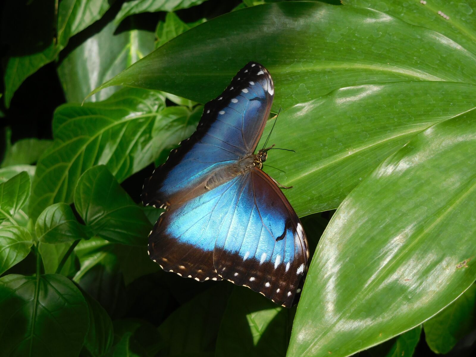 Nikon Coolpix S7000 sample photo. Butterfly, blue, sky butterfly photography
